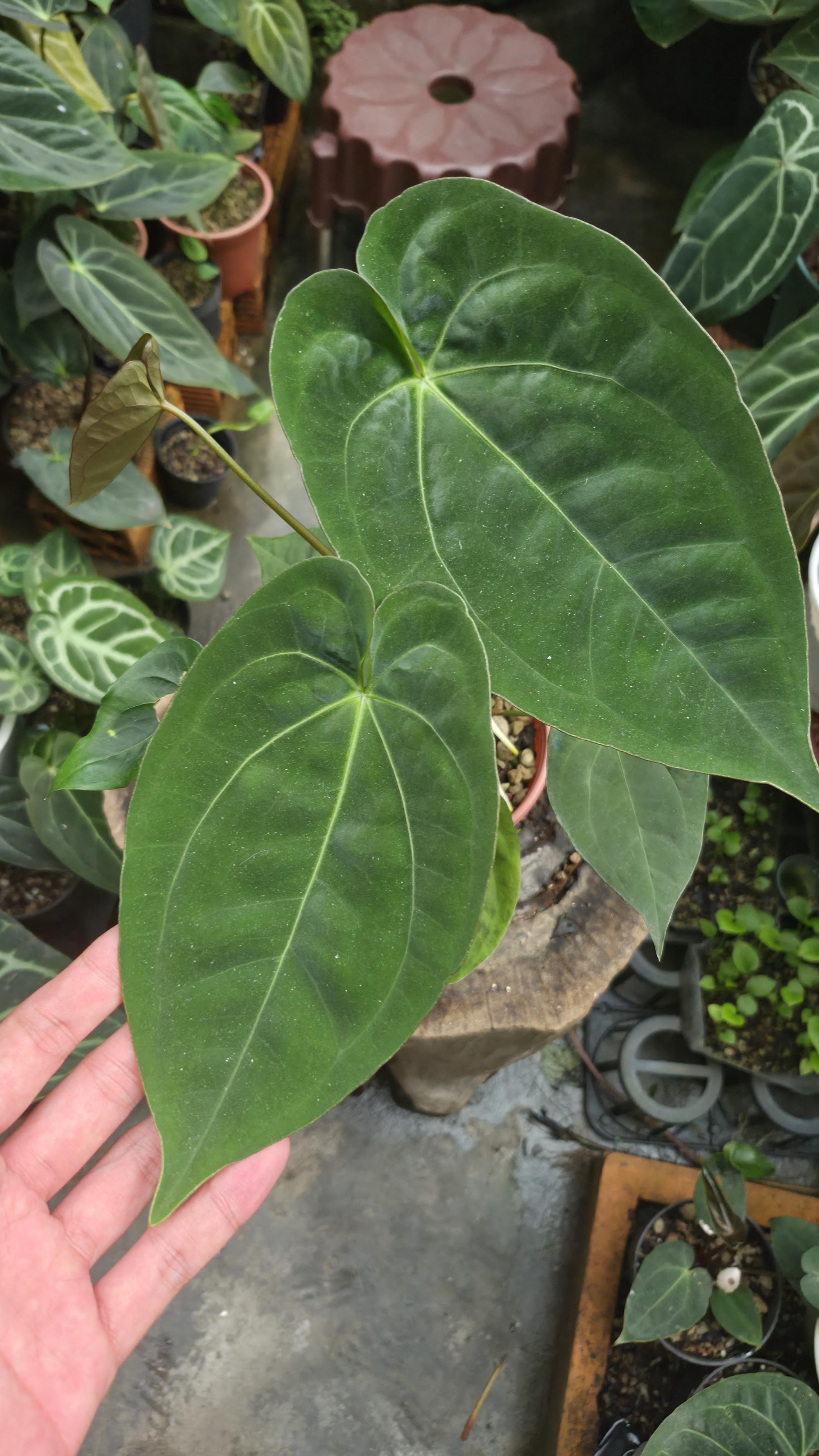 [NV#130934] [~21 cm leaf] Anthurium Pap Hybrid