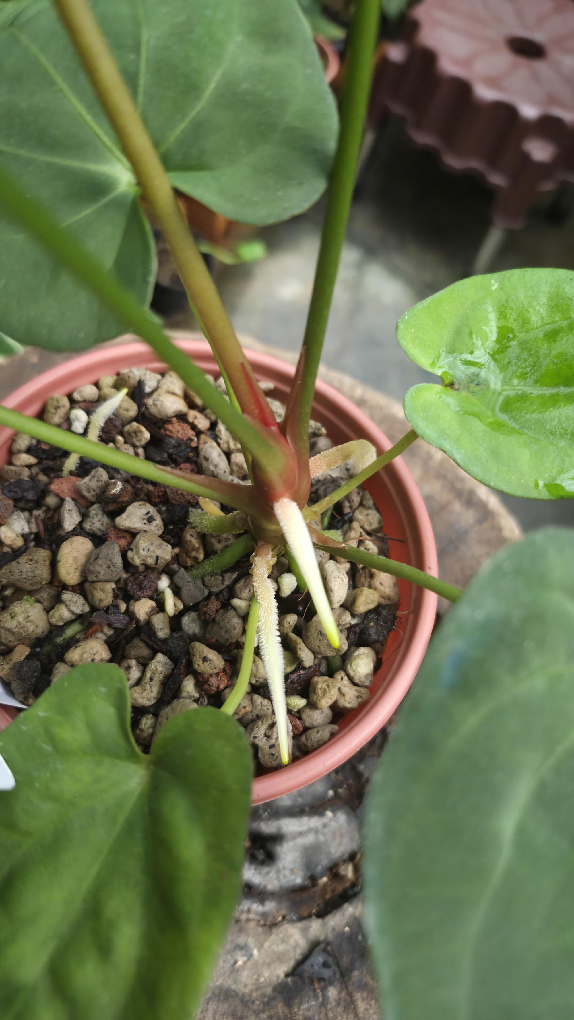 [NV#130934] [~21 cm leaf] Anthurium Pap Hybrid