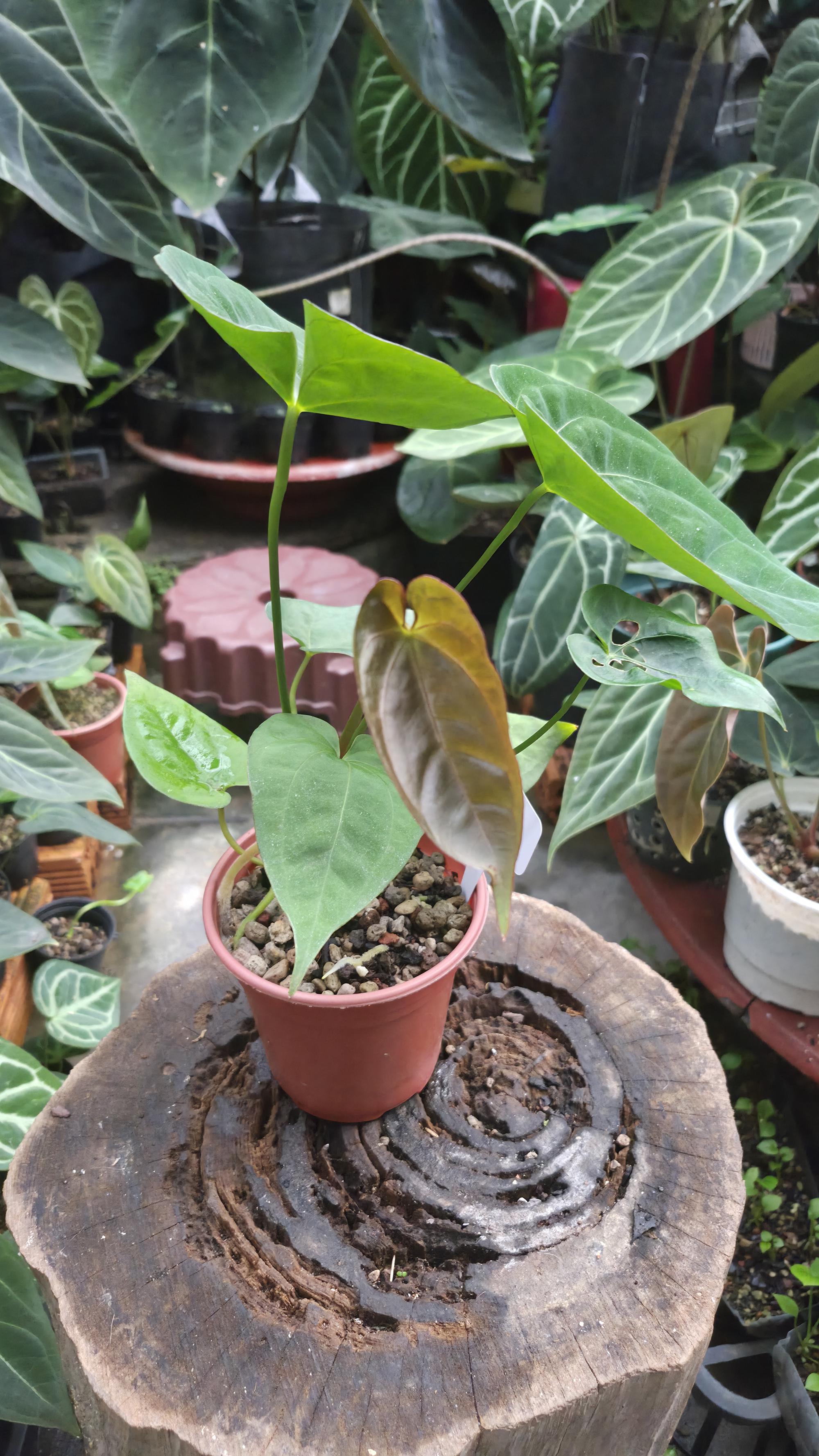 [NV#130934] [~21 cm leaf] Anthurium Pap Hybrid