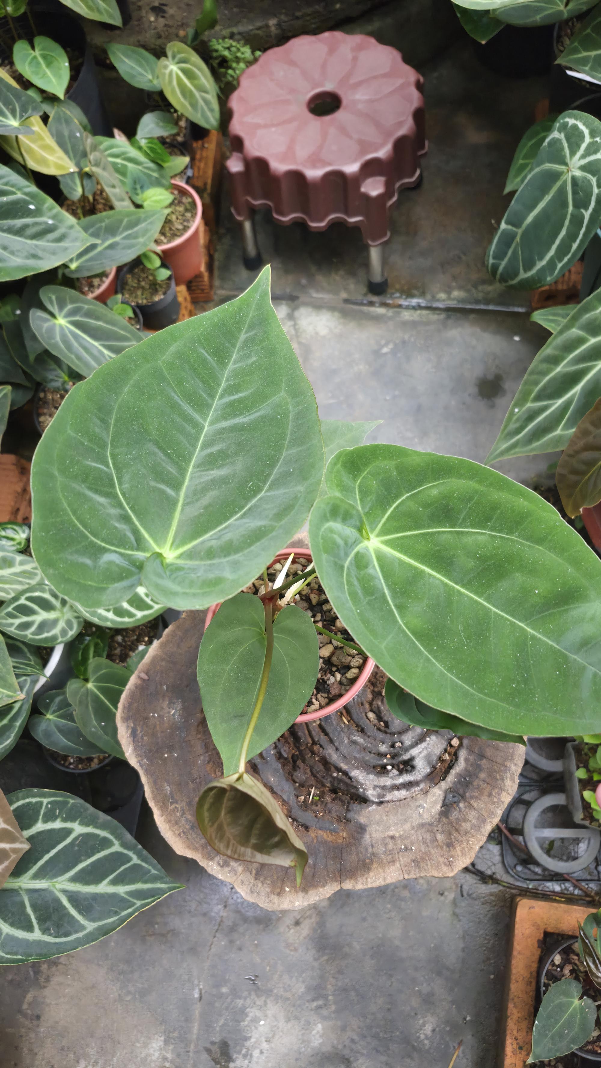 [NV#130934] [~21 cm leaf] Anthurium Pap Hybrid