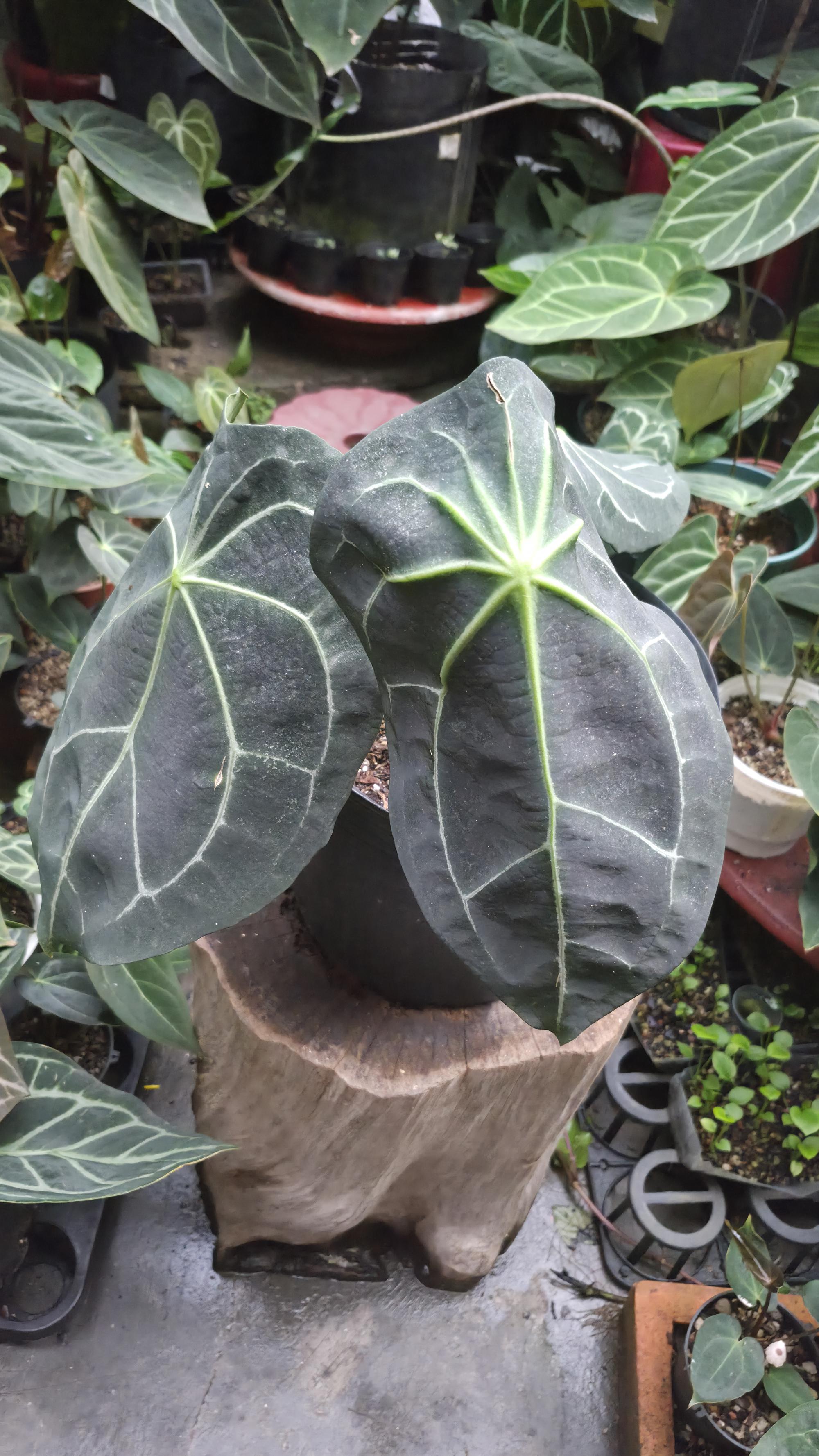 [NV#130935] [~30cm leaf] Anthurium Forgetii Hybrid