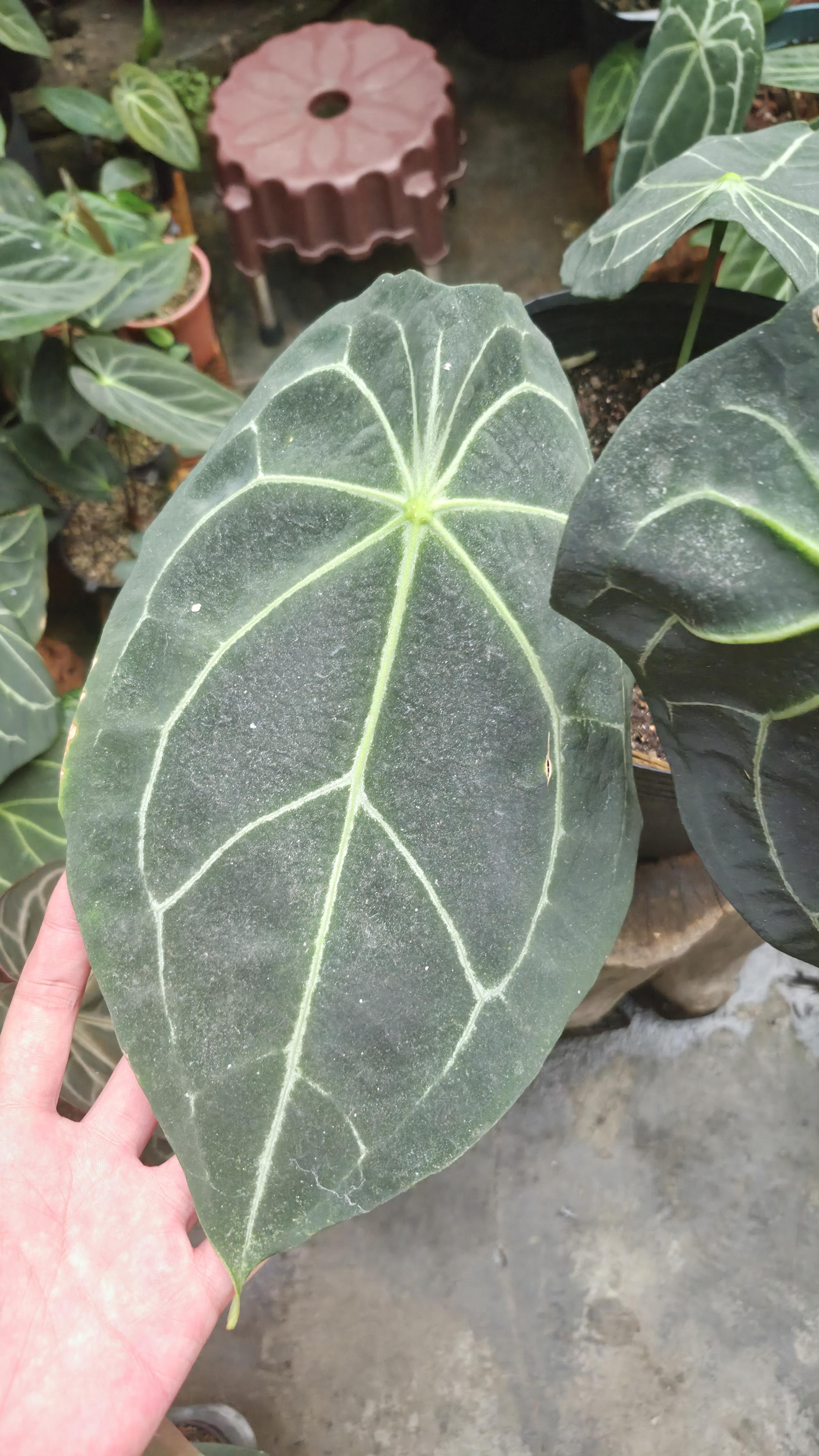 [NV#130935] [~30cm leaf] Anthurium Forgetii Hybrid