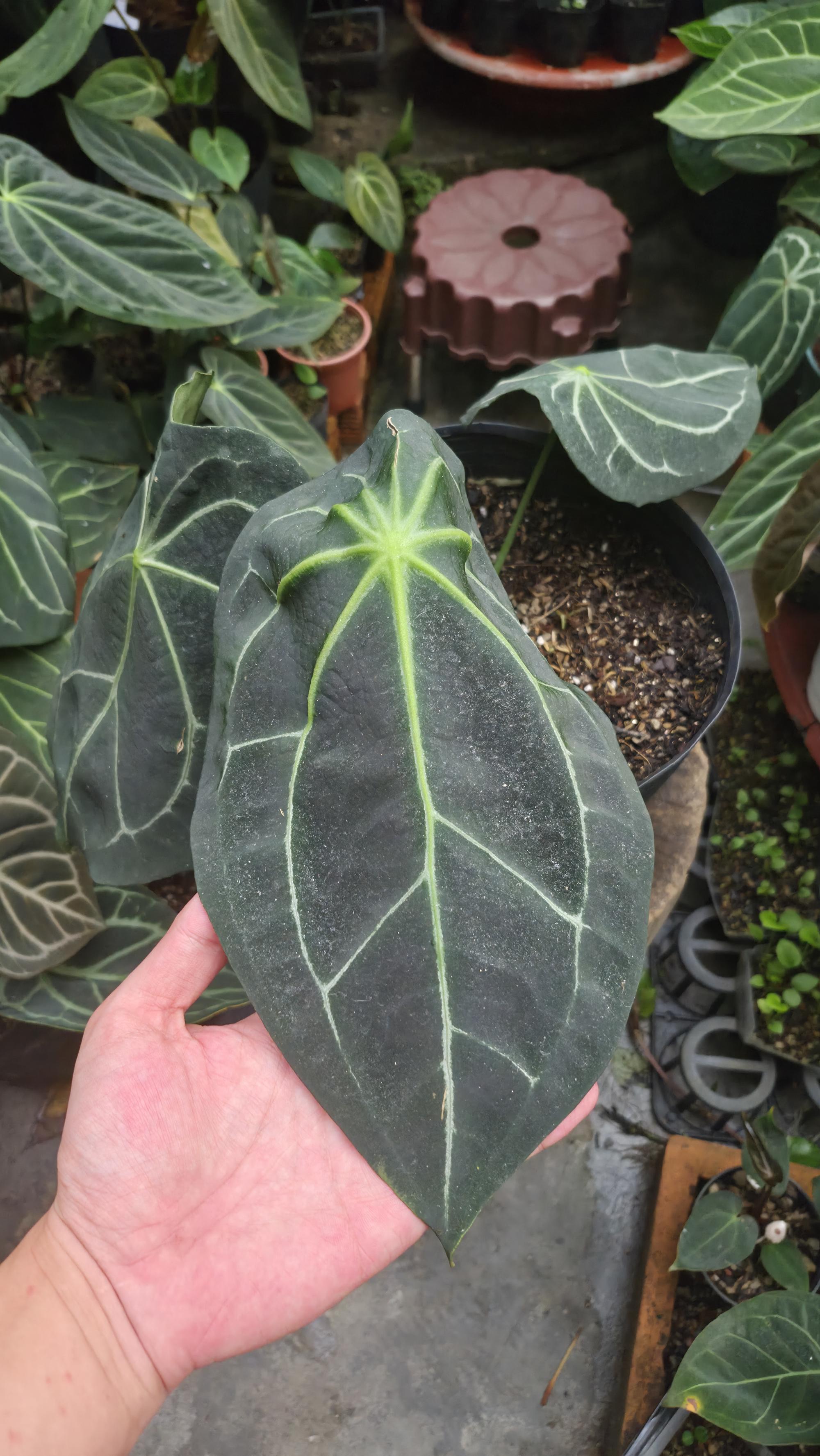 [NV#130935] [~30cm leaf] Anthurium Forgetii Hybrid