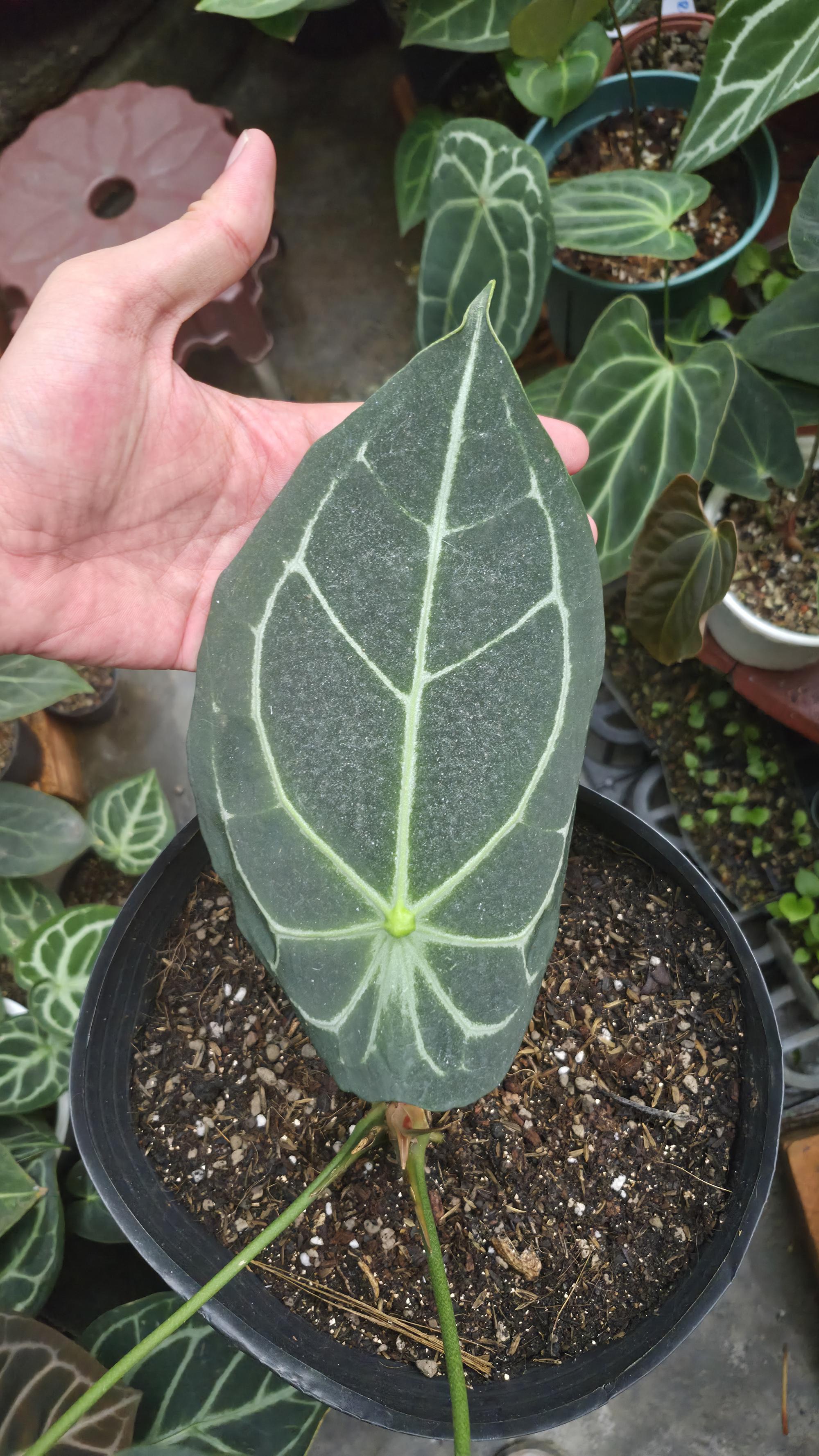 [NV#130935] [~30cm leaf] Anthurium Forgetii Hybrid