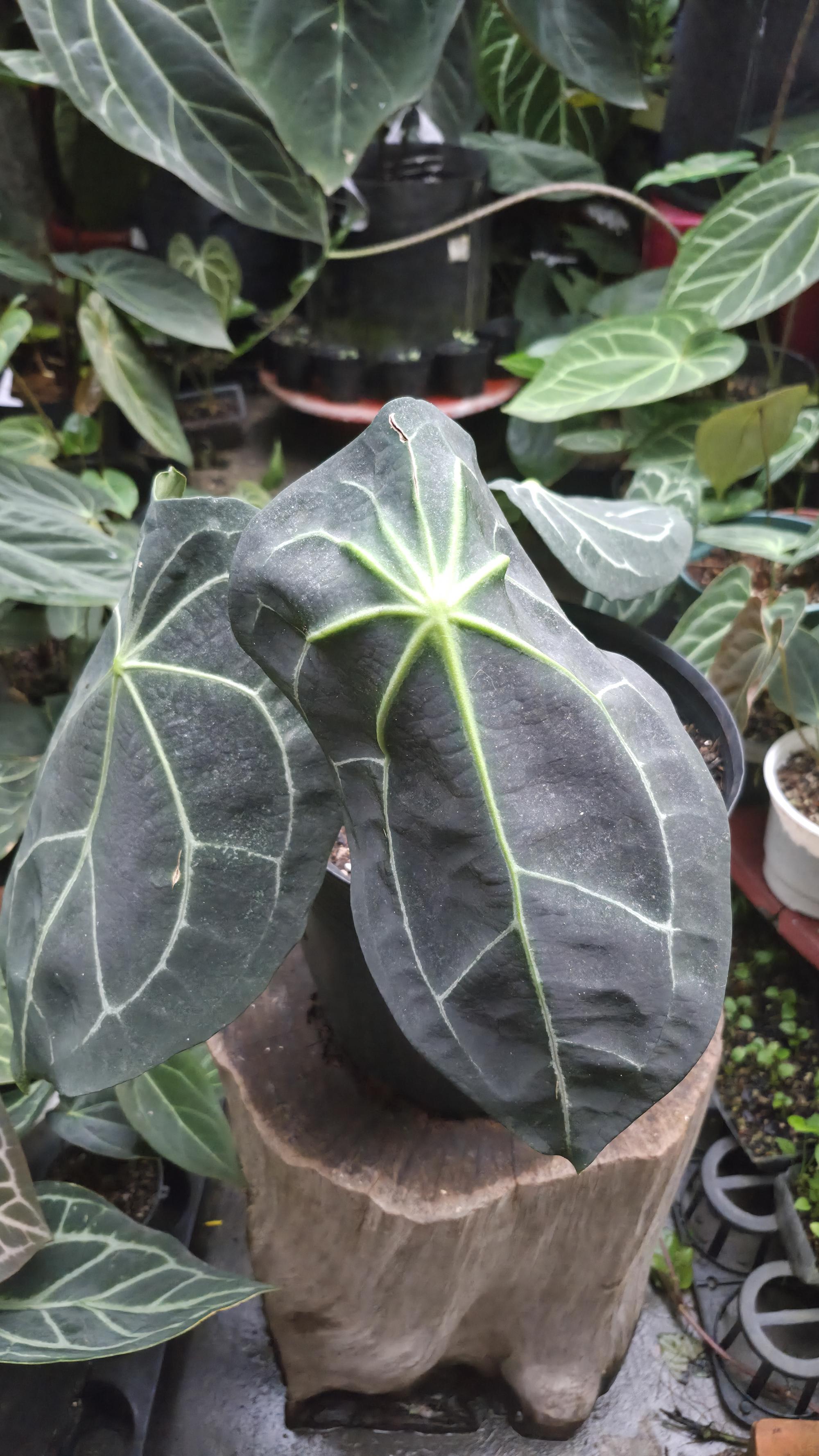 [NV#130935] [~30cm leaf] Anthurium Forgetii Hybrid