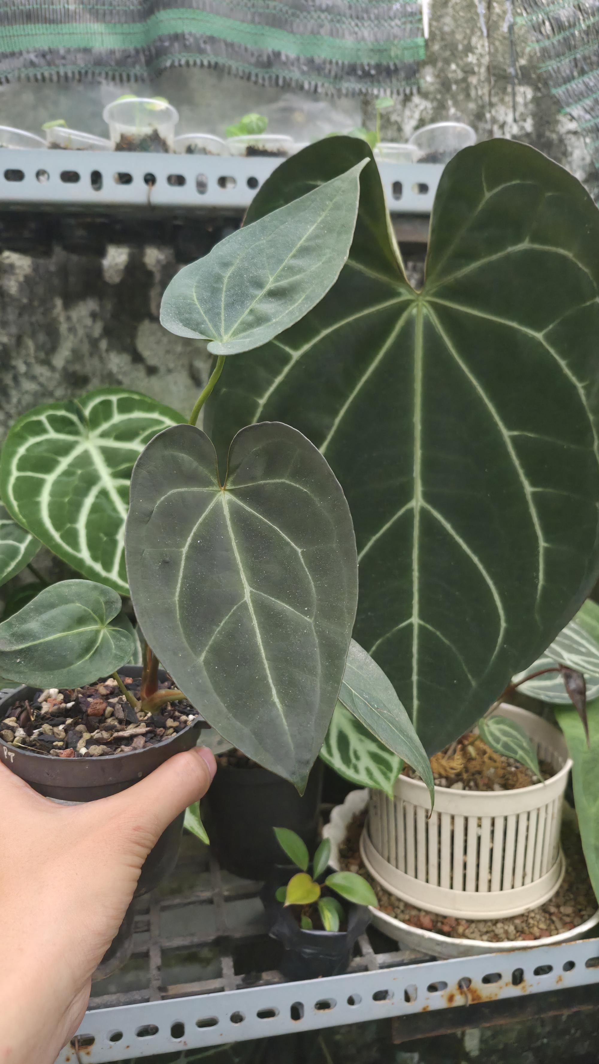 [NV#130936] [~14 cm leaf] Anthurium ANG.selected (clone)