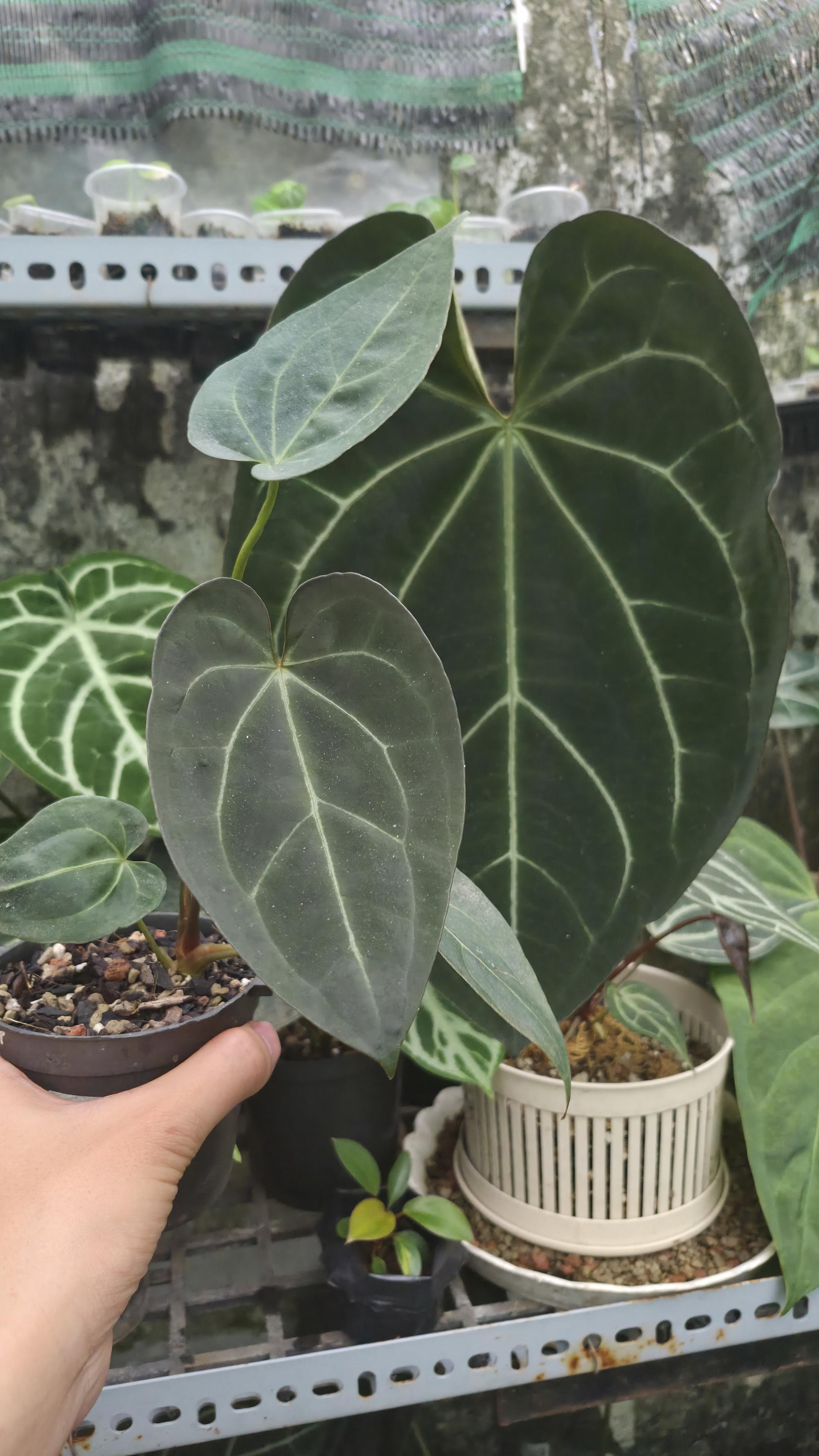 [NV#130936] [~14 cm leaf] Anthurium ANG.selected (clone)