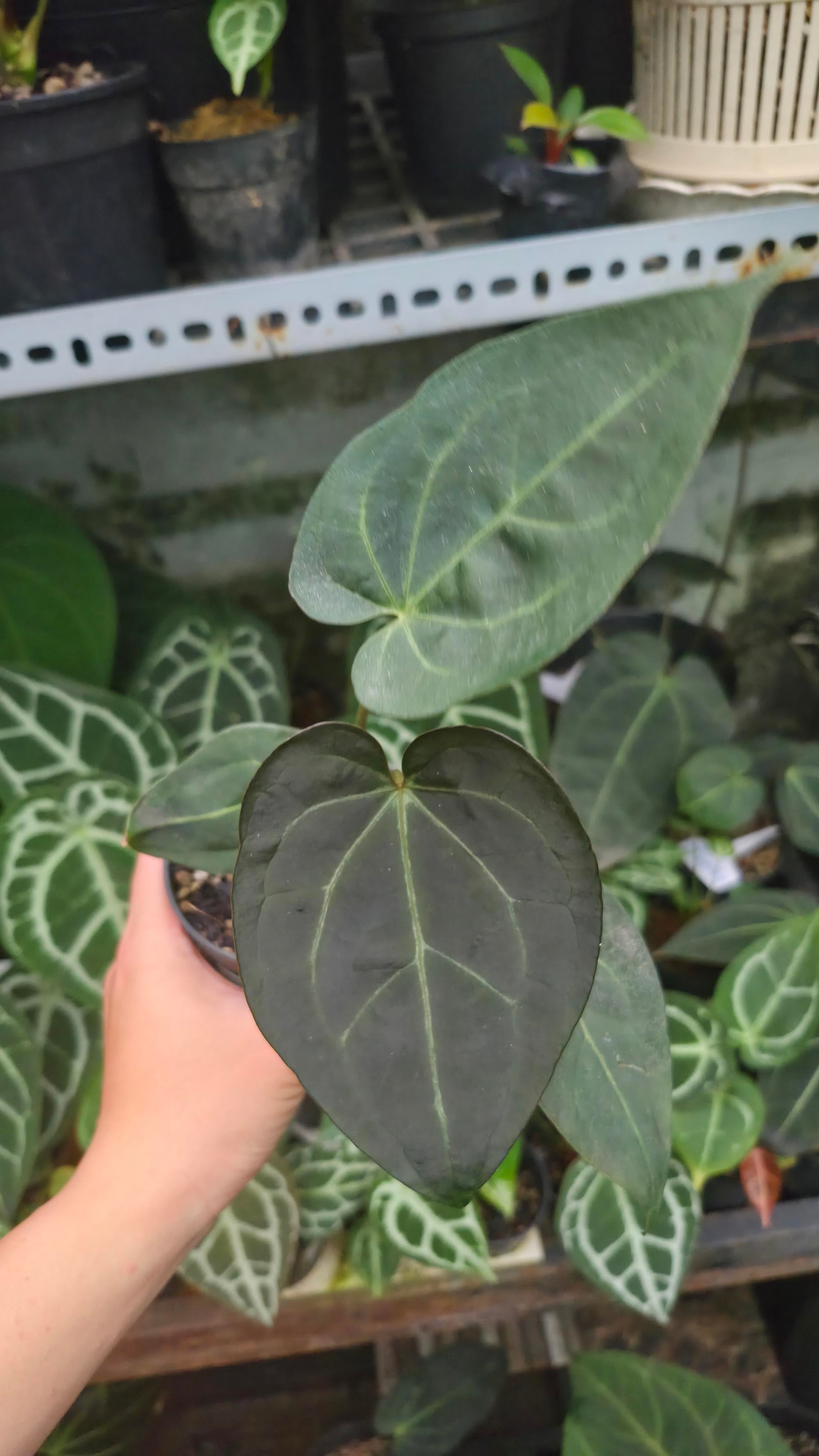 [NV#130936] [~14 cm leaf] Anthurium ANG.selected (clone)