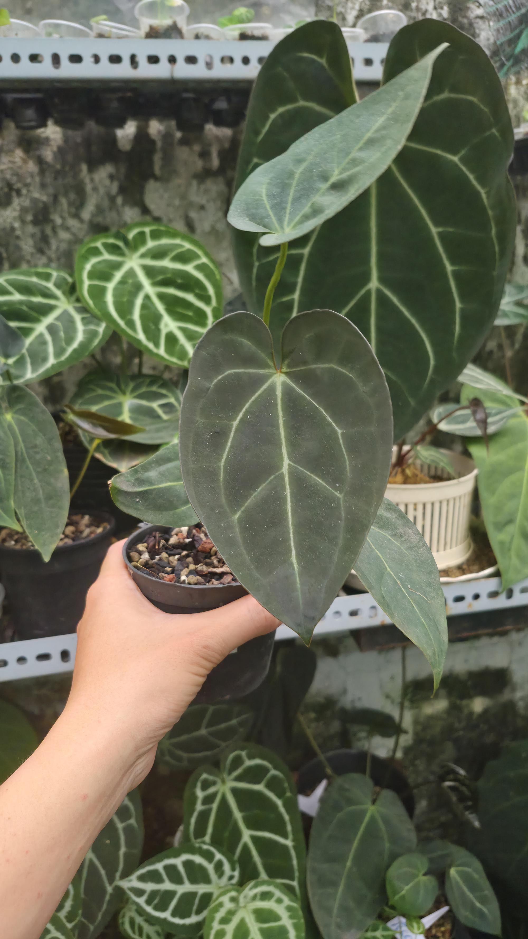 [NV#130936] [~14 cm leaf] Anthurium ANG.selected (clone)