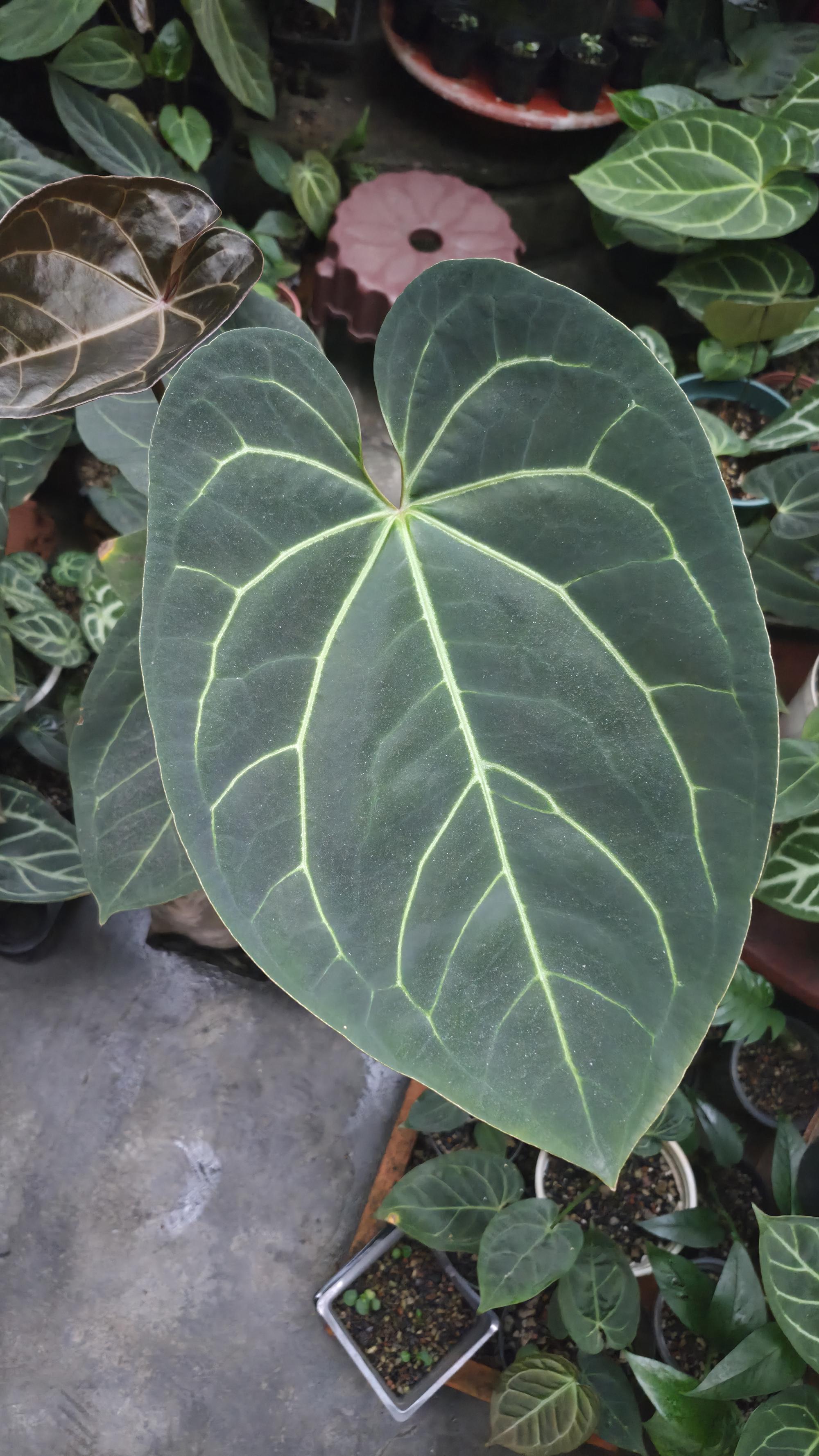 [NV#130941] [~33 cm leaf] Anthurium Hybrid