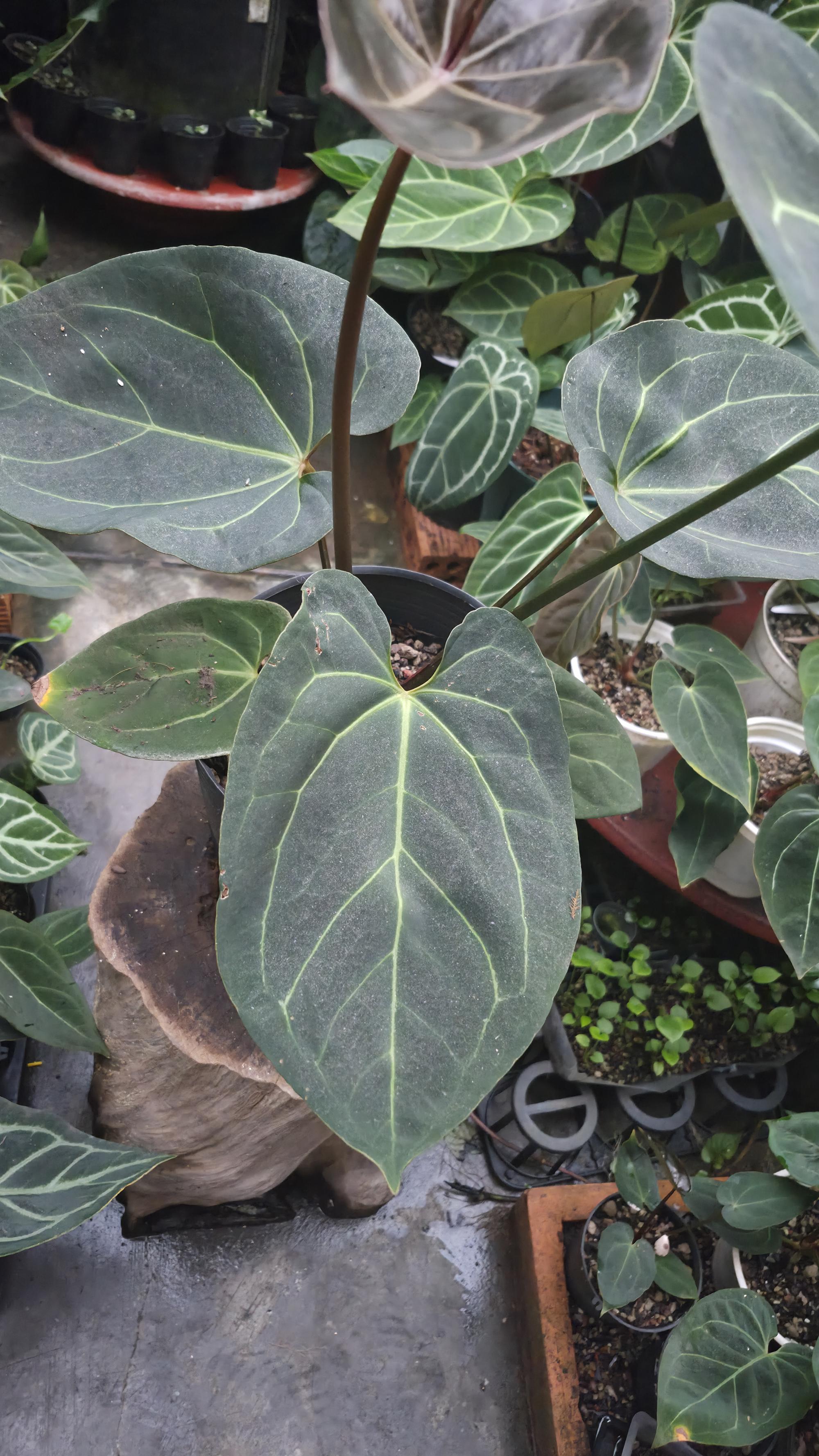 [NV#130941] [~33 cm leaf] Anthurium Hybrid