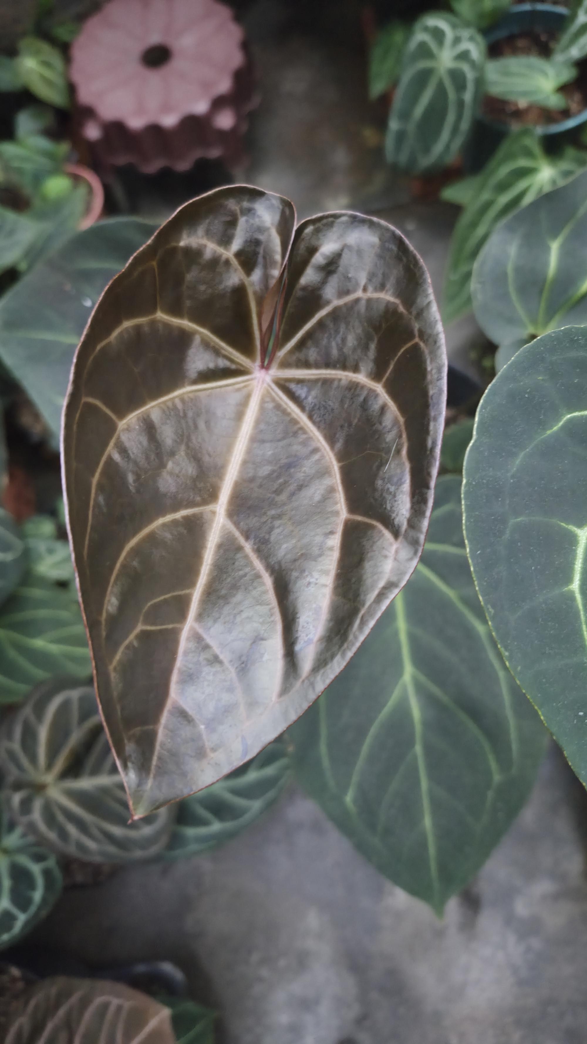 [NV#130941] [~33 cm leaf] Anthurium Hybrid