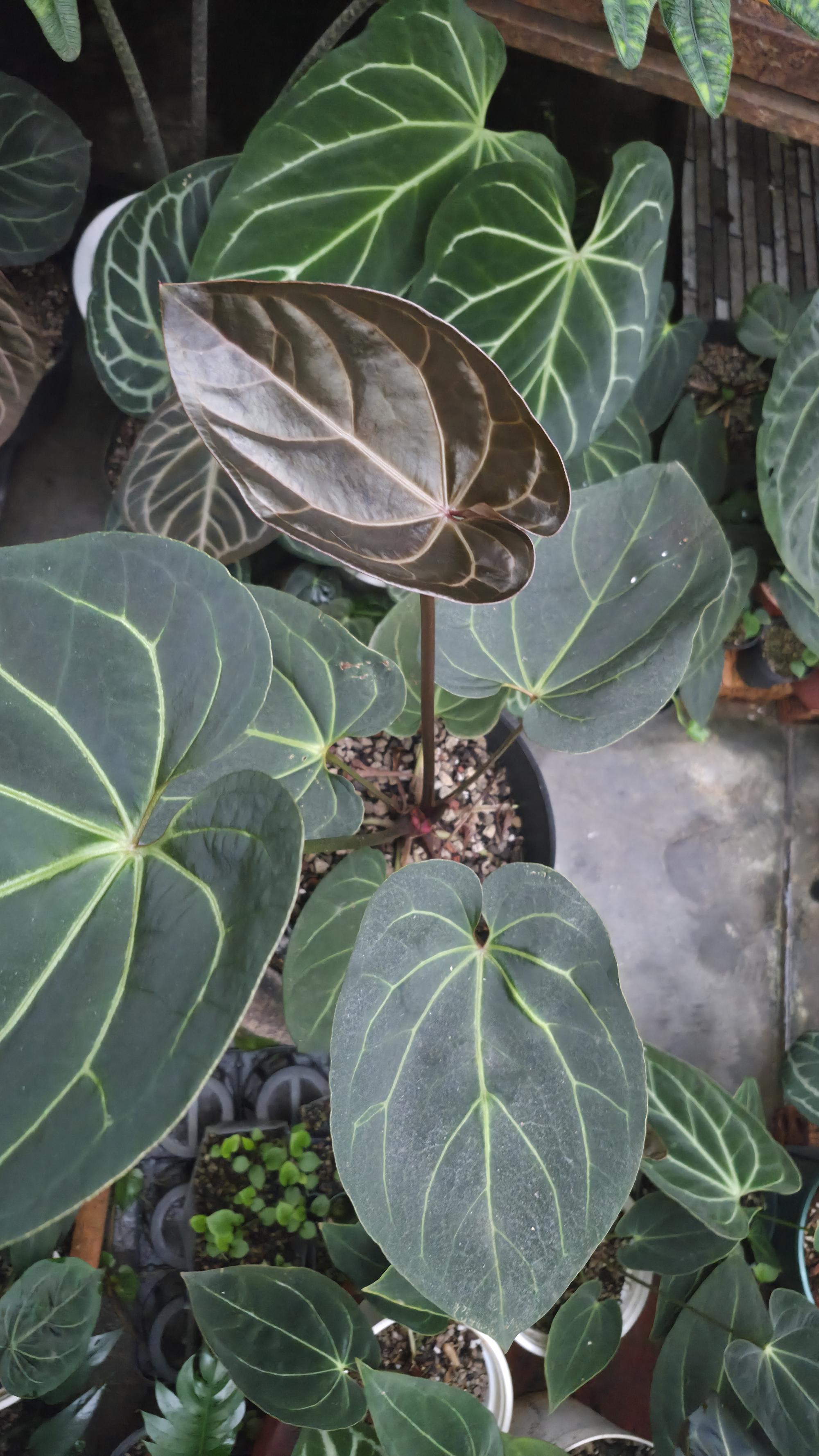 [NV#130941] [~33 cm leaf] Anthurium Hybrid
