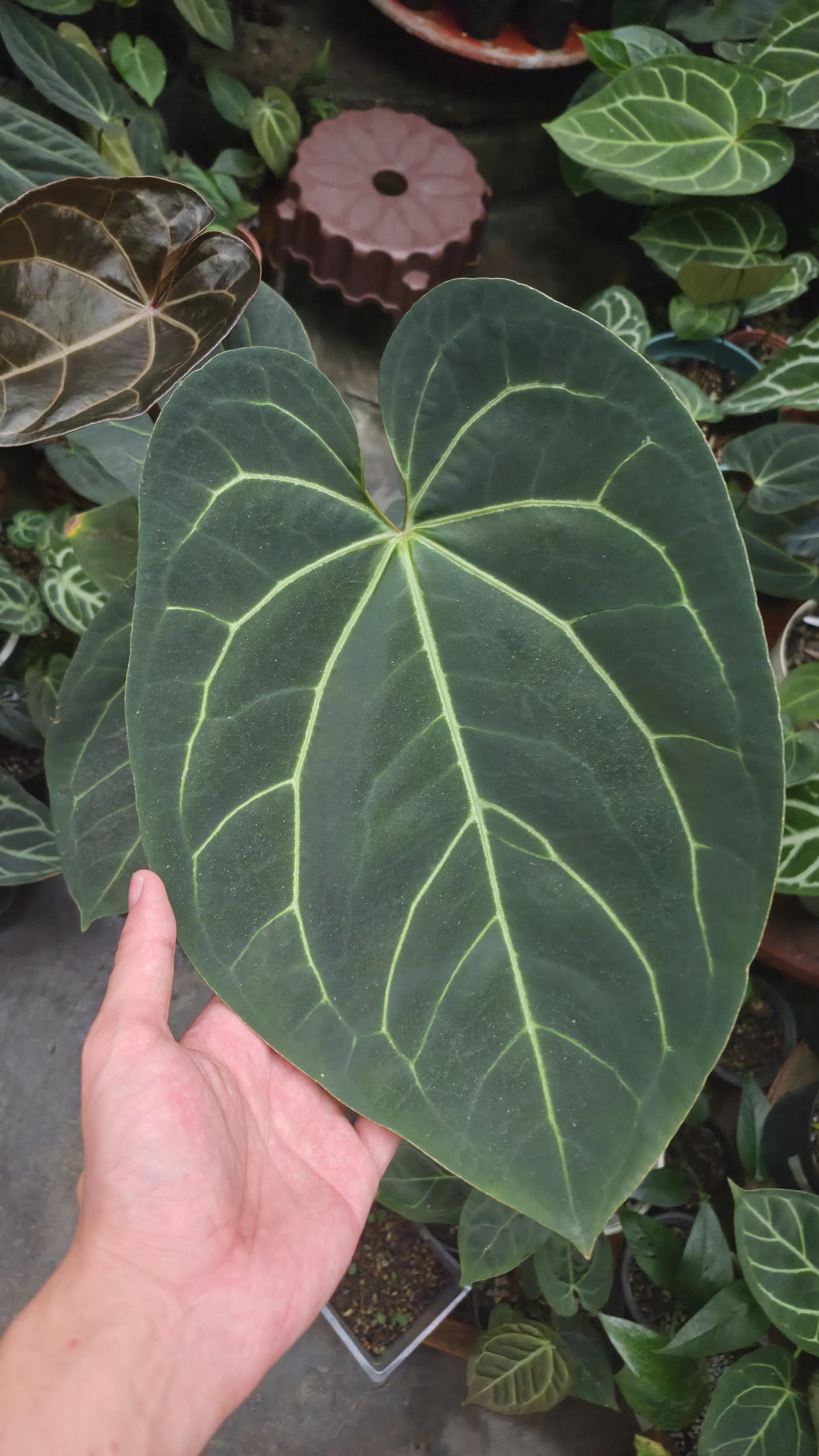 [NV#130941] [~33 cm leaf] Anthurium Hybrid