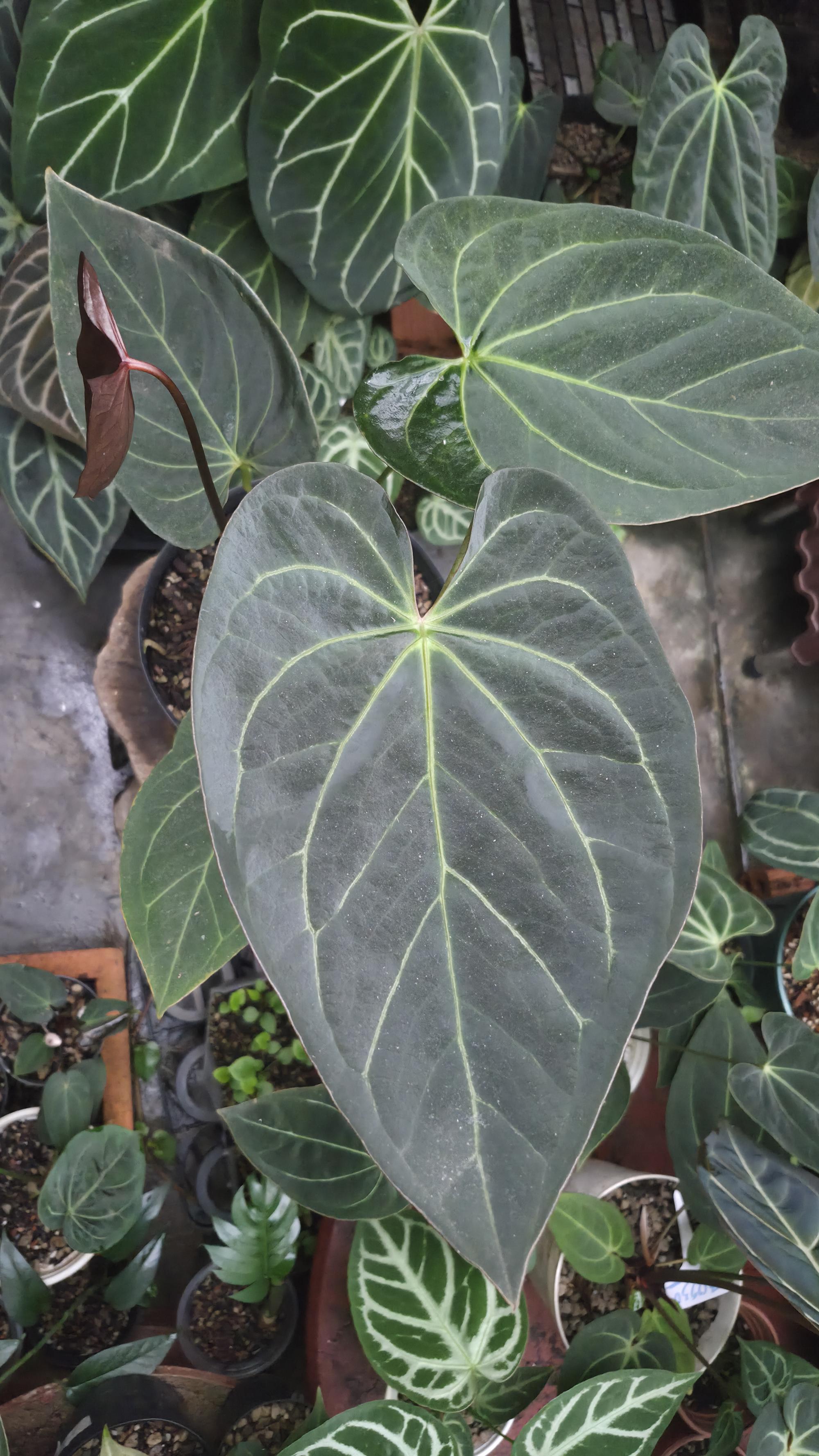 [NV#130942] [~26cm leaf] Anthurium Pap Hybrid [NoID]