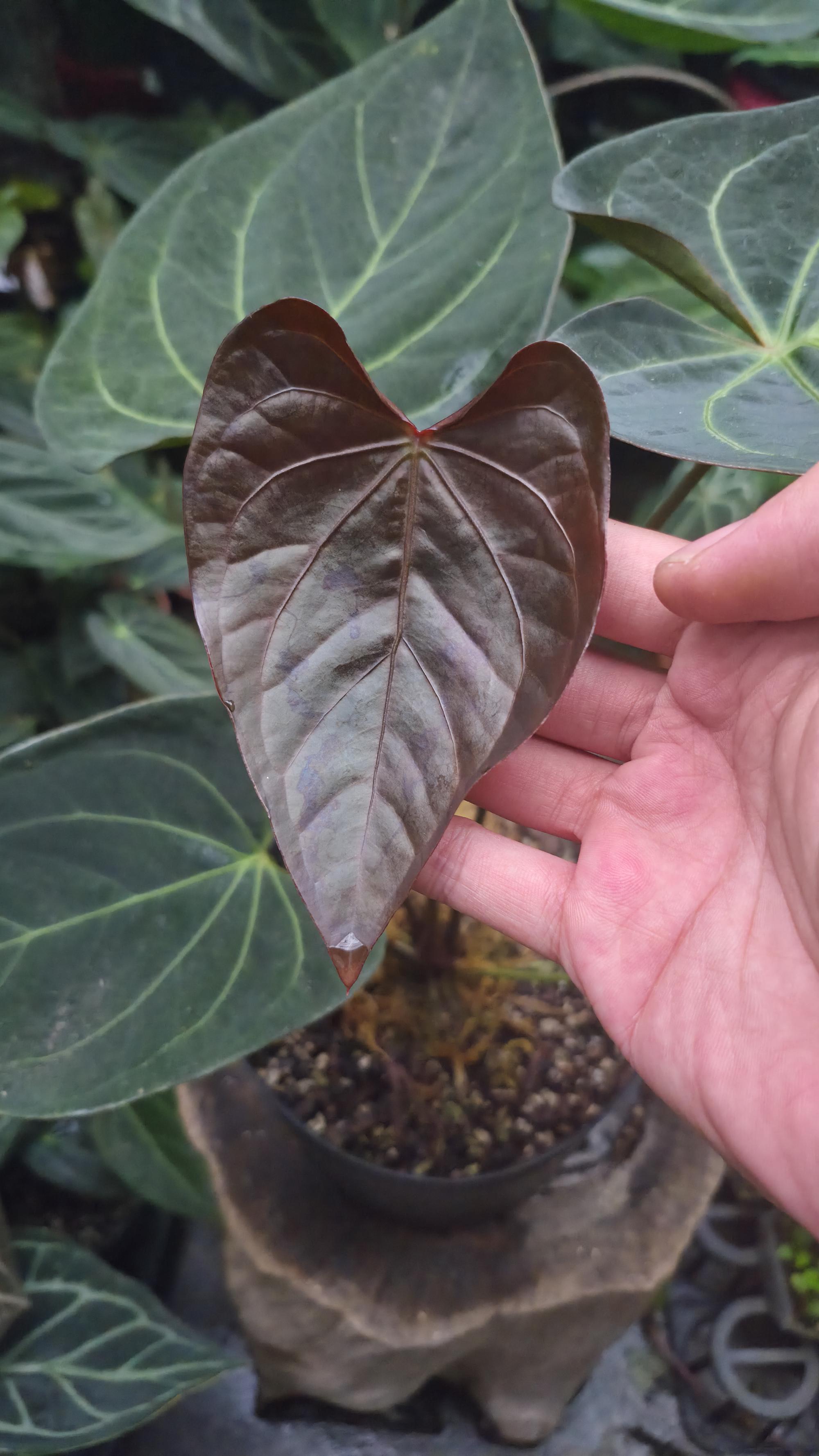 [NV#130942] [~26cm leaf] Anthurium Pap Hybrid [NoID]