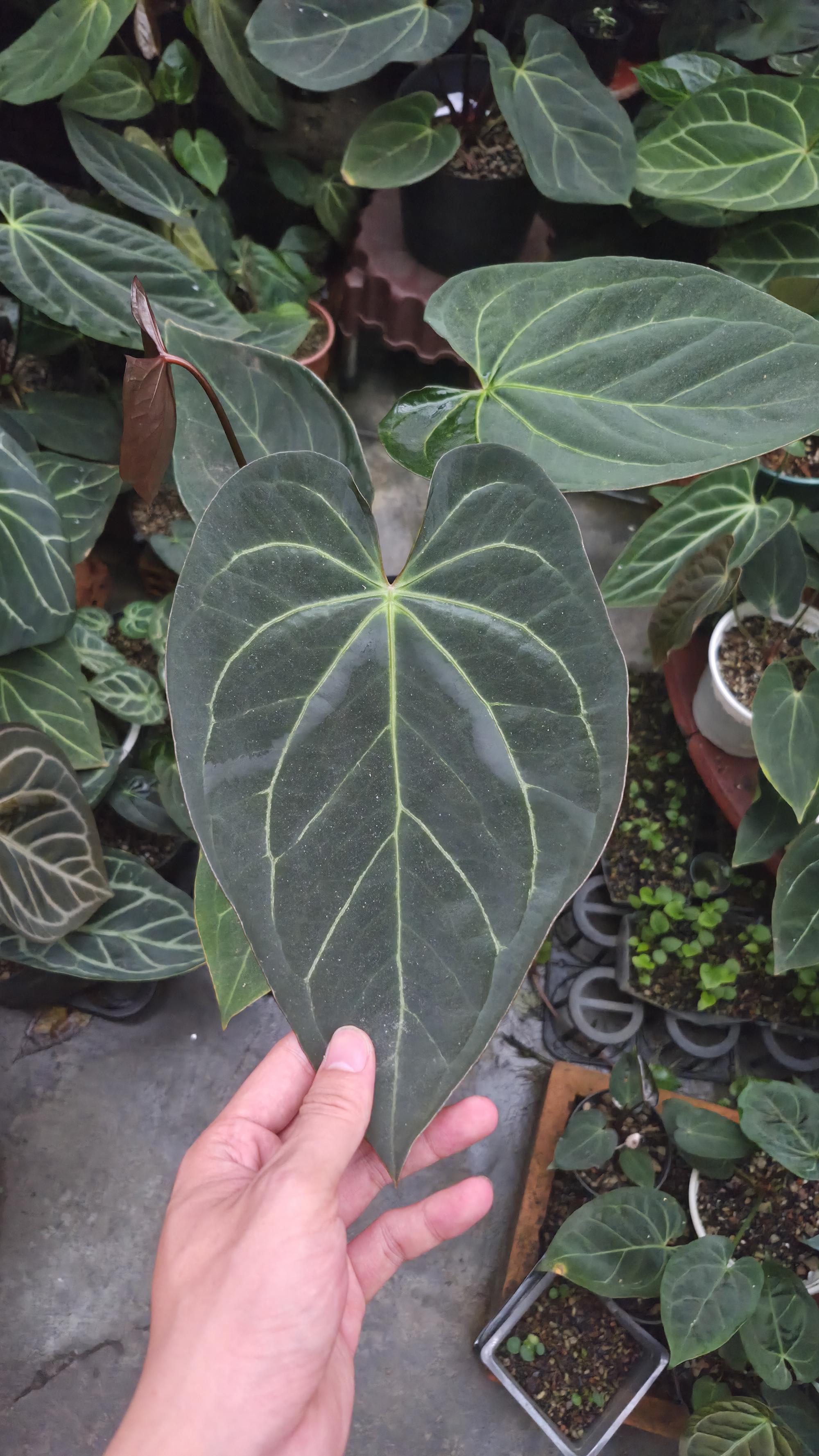 [NV#130942] [~26cm leaf] Anthurium Pap Hybrid [NoID]
