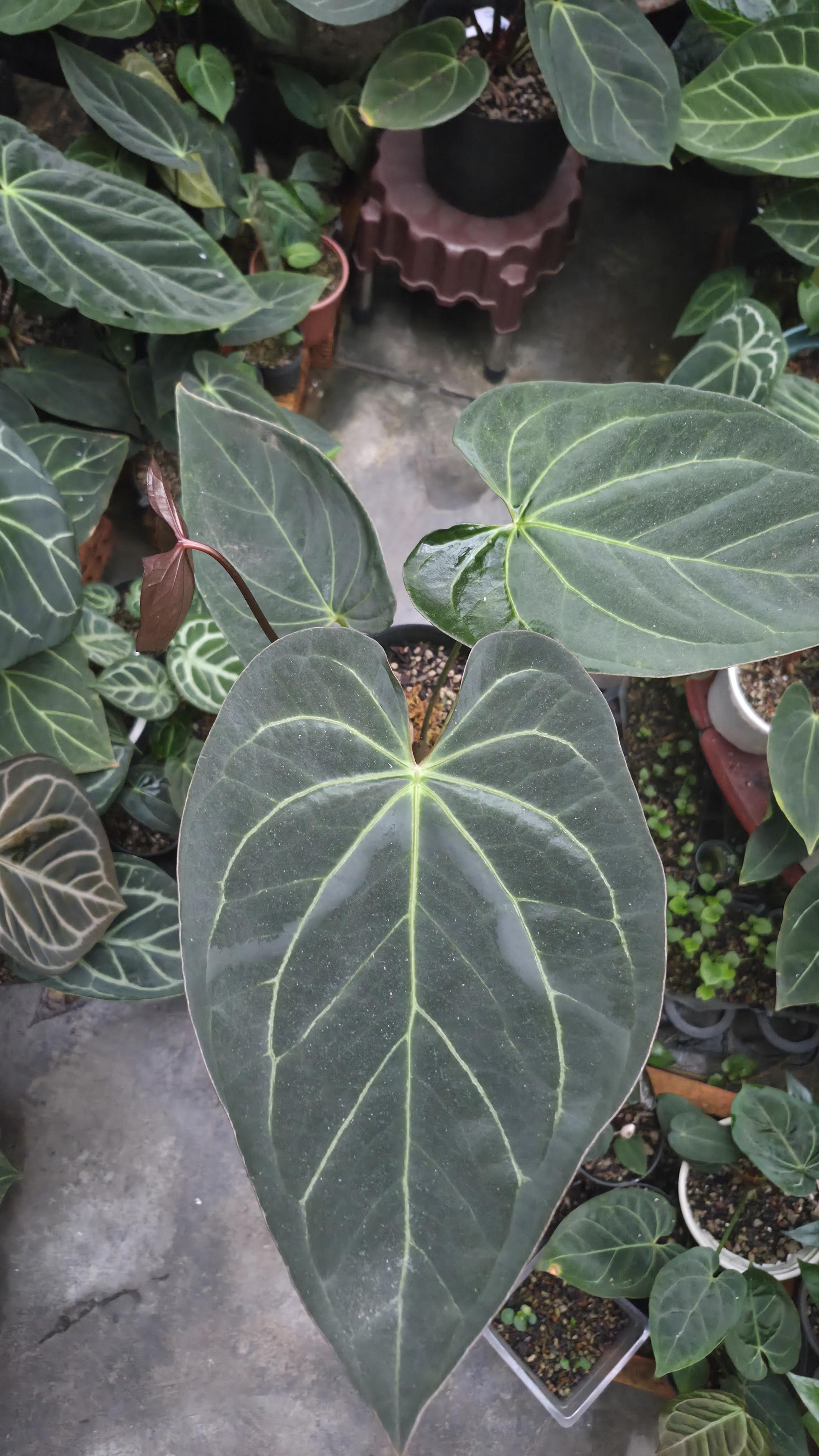 [NV#130942] [~26cm leaf] Anthurium Pap Hybrid [NoID]