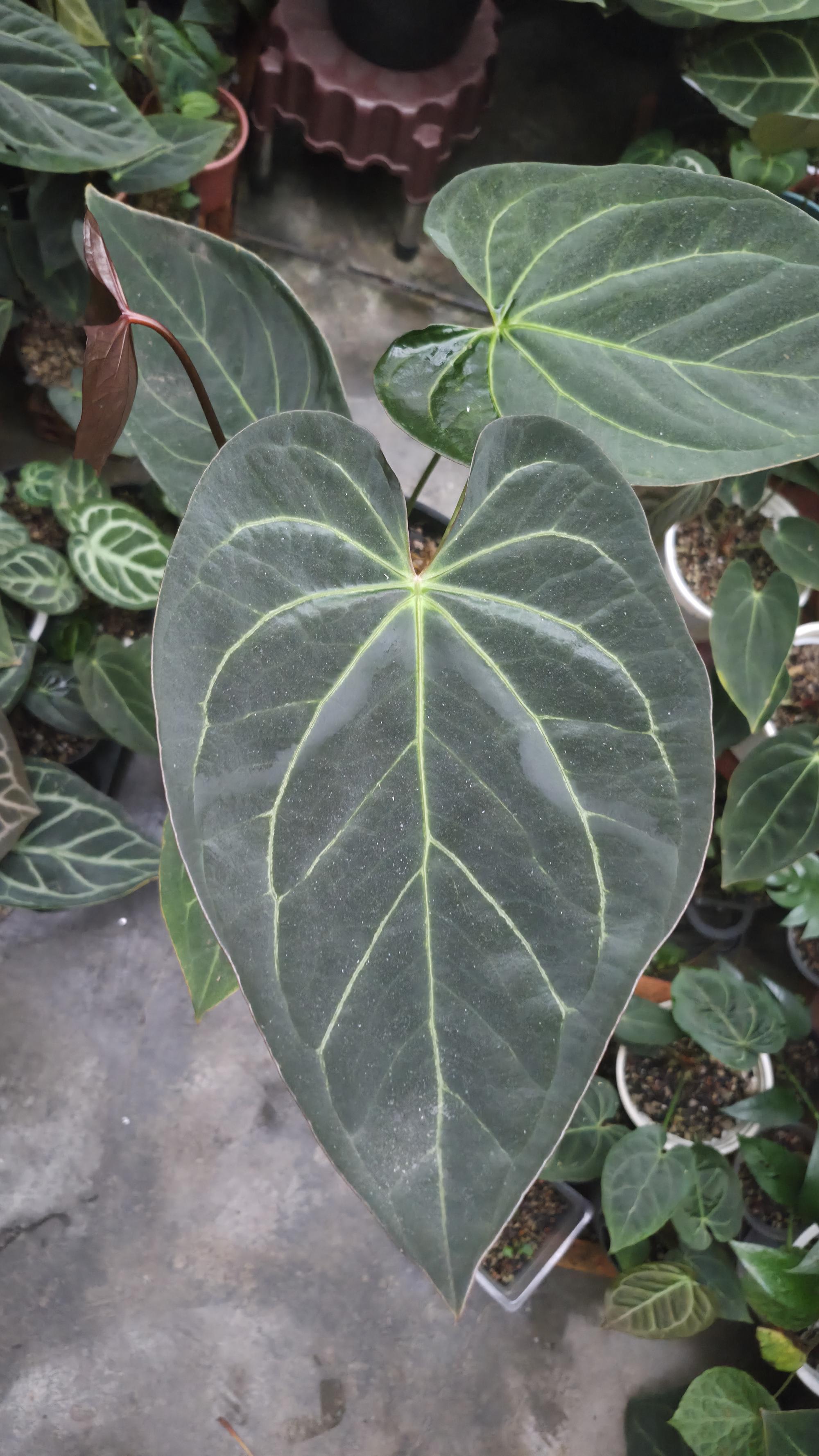 [NV#130942] [~26cm leaf] Anthurium Pap Hybrid [NoID]