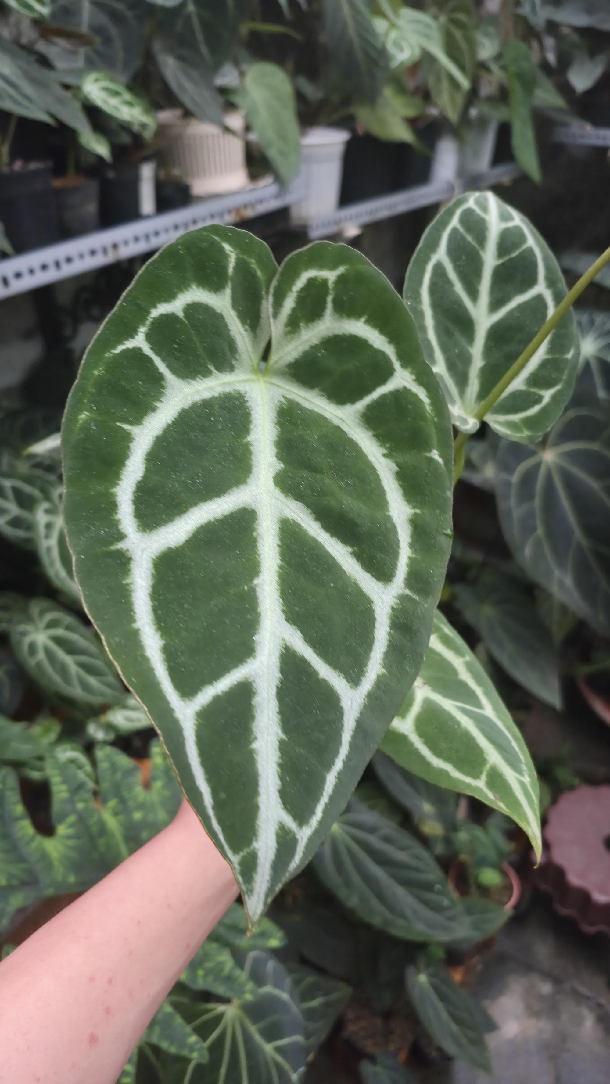 [NV#130943] [~18 cm leaf] Anthurium Crystal Hybrid