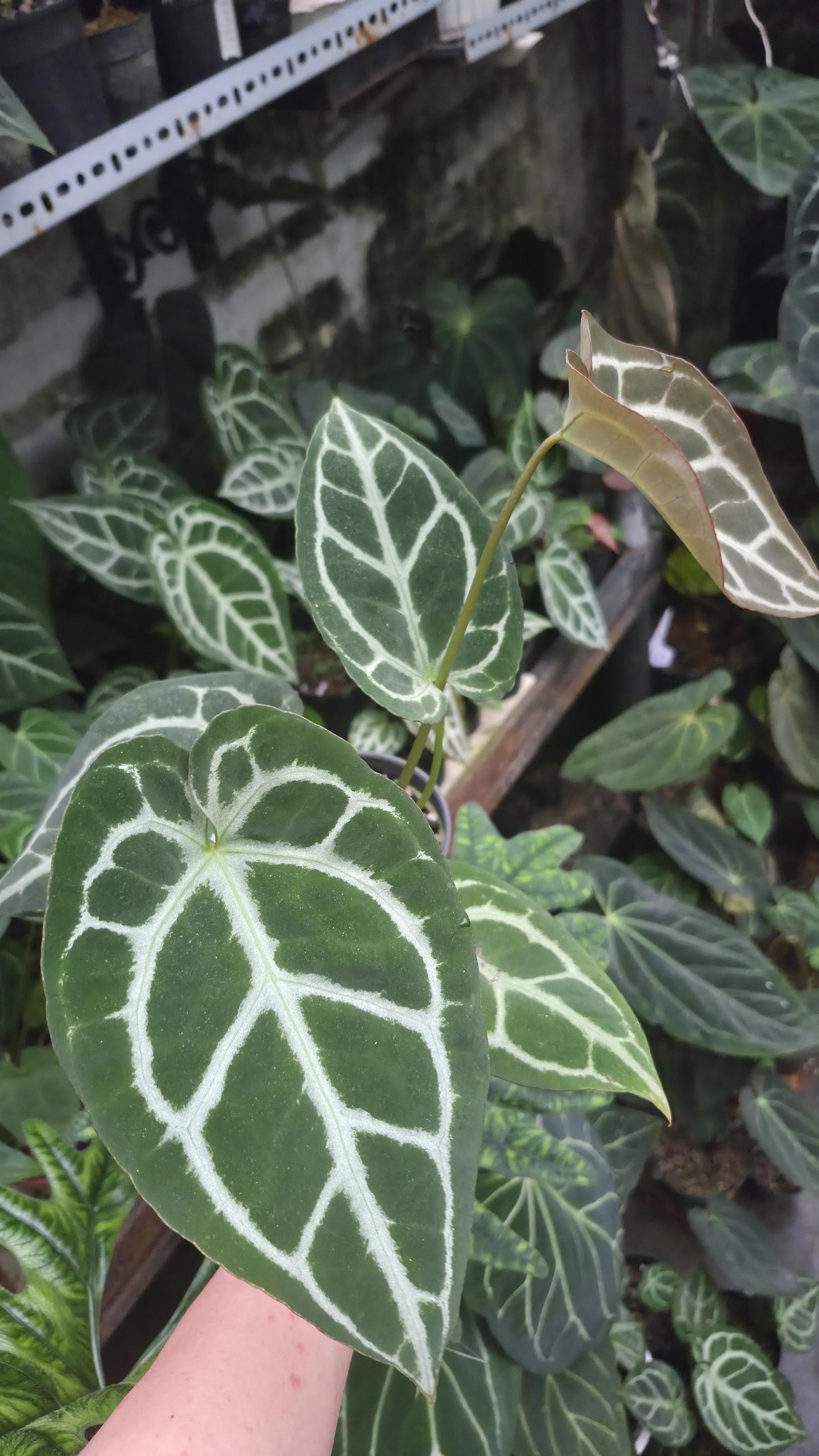 [NV#130943] [~18 cm leaf] Anthurium Crystal Hybrid