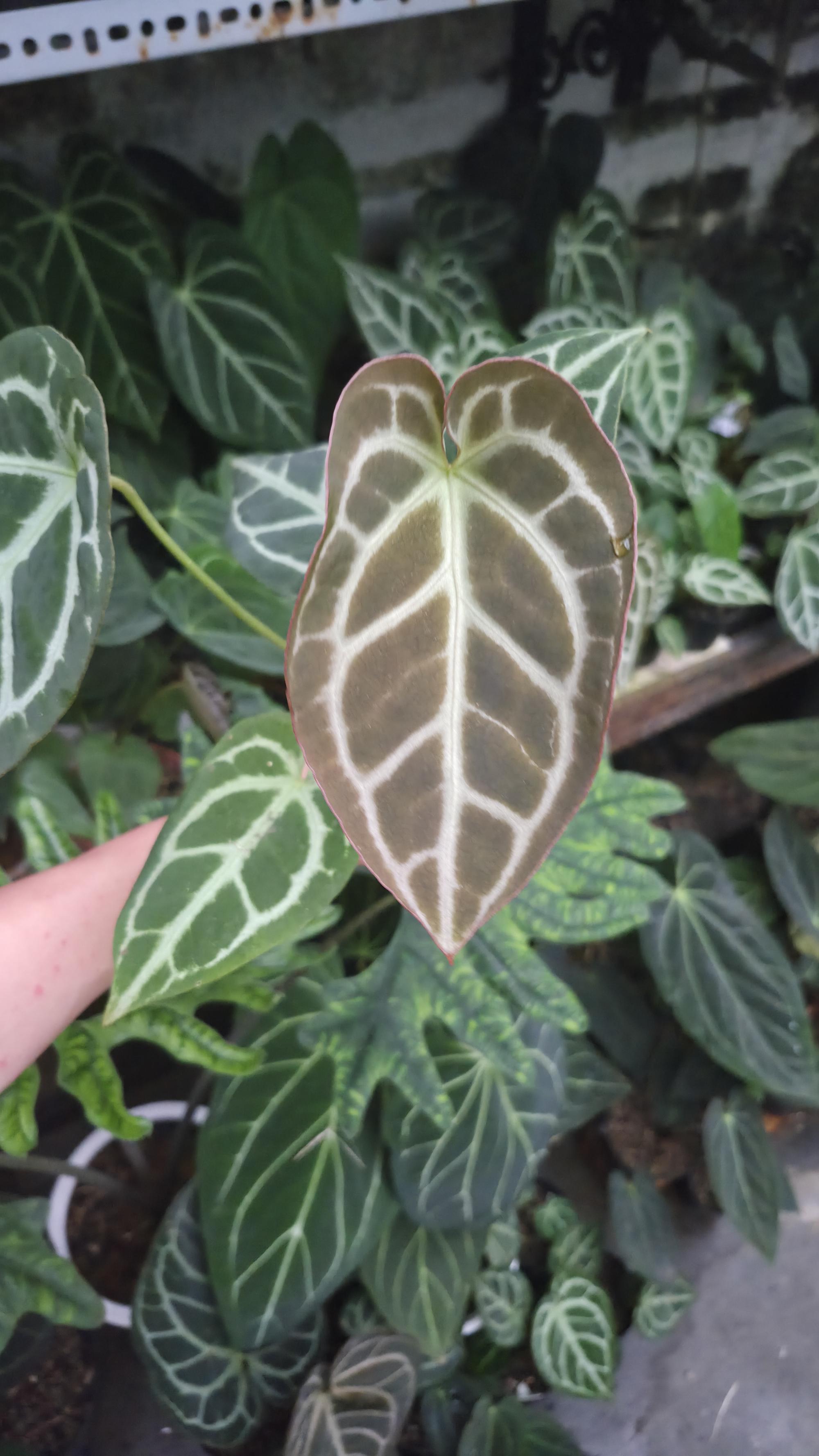 [NV#130943] [~18 cm leaf] Anthurium Crystal Hybrid