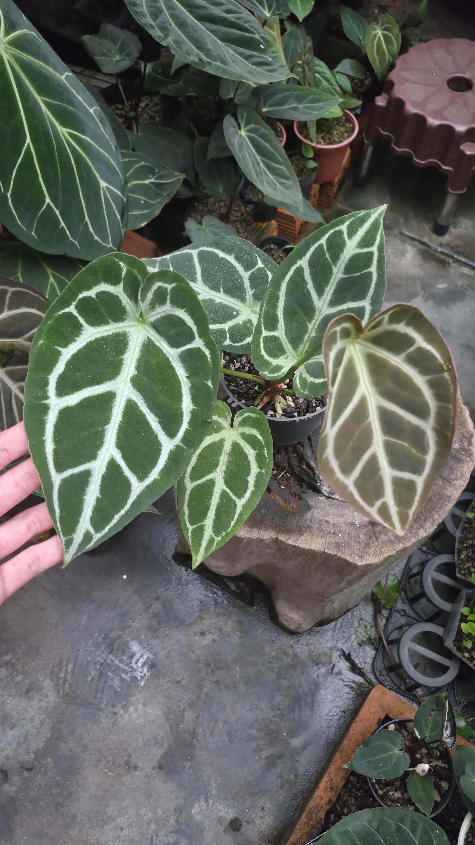 [NV#130943] [~18 cm leaf] Anthurium Crystal Hybrid