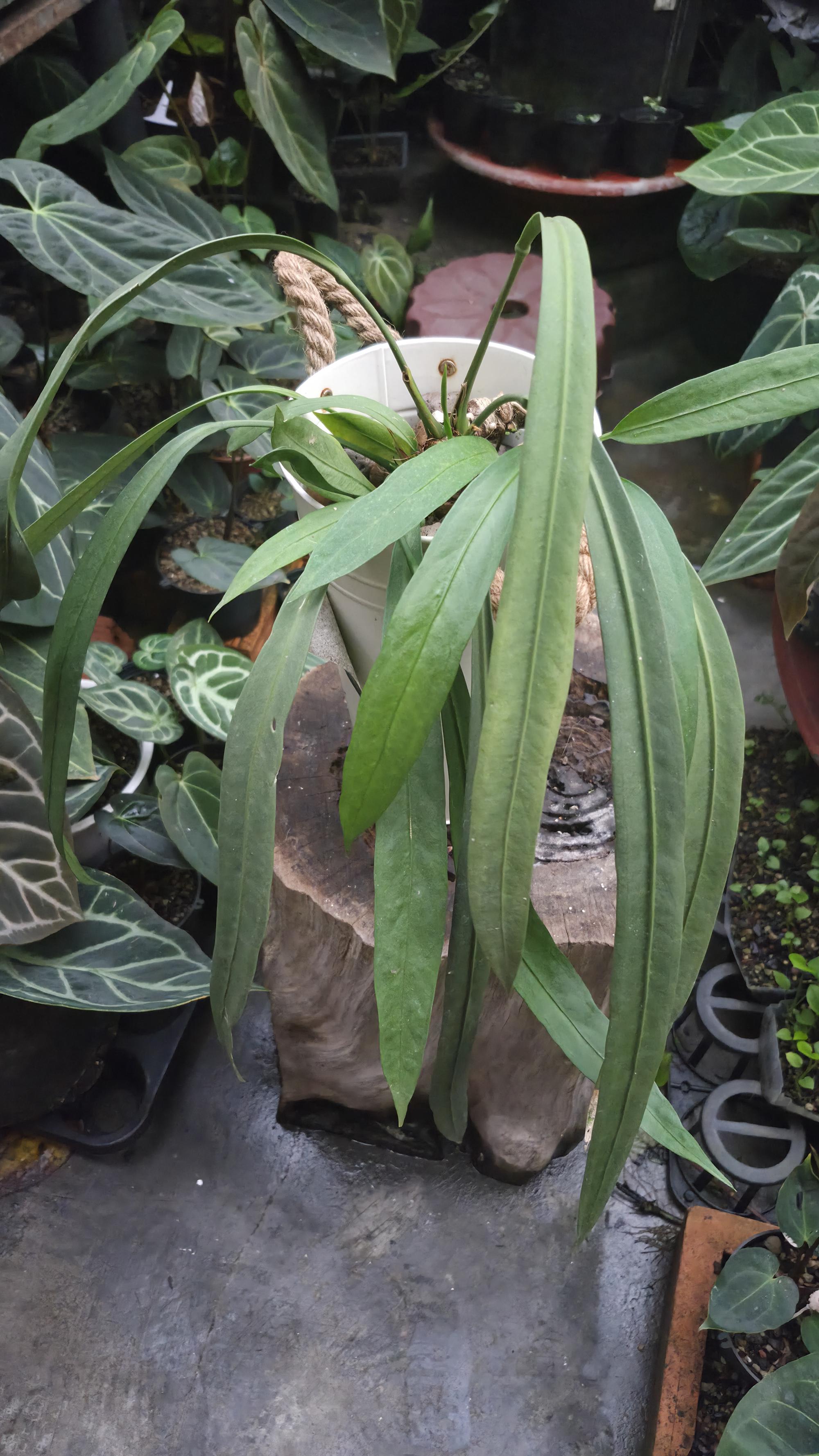 [NV#130945] [~50 cm leaf] Anthurium Vittarifolium