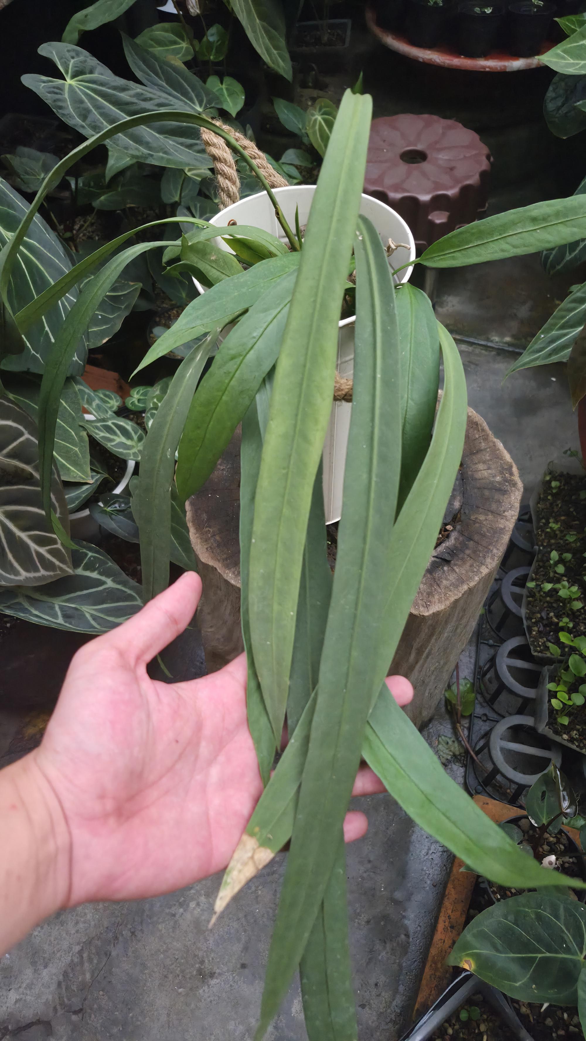 [NV#130945] [~50 cm leaf] Anthurium Vittarifolium