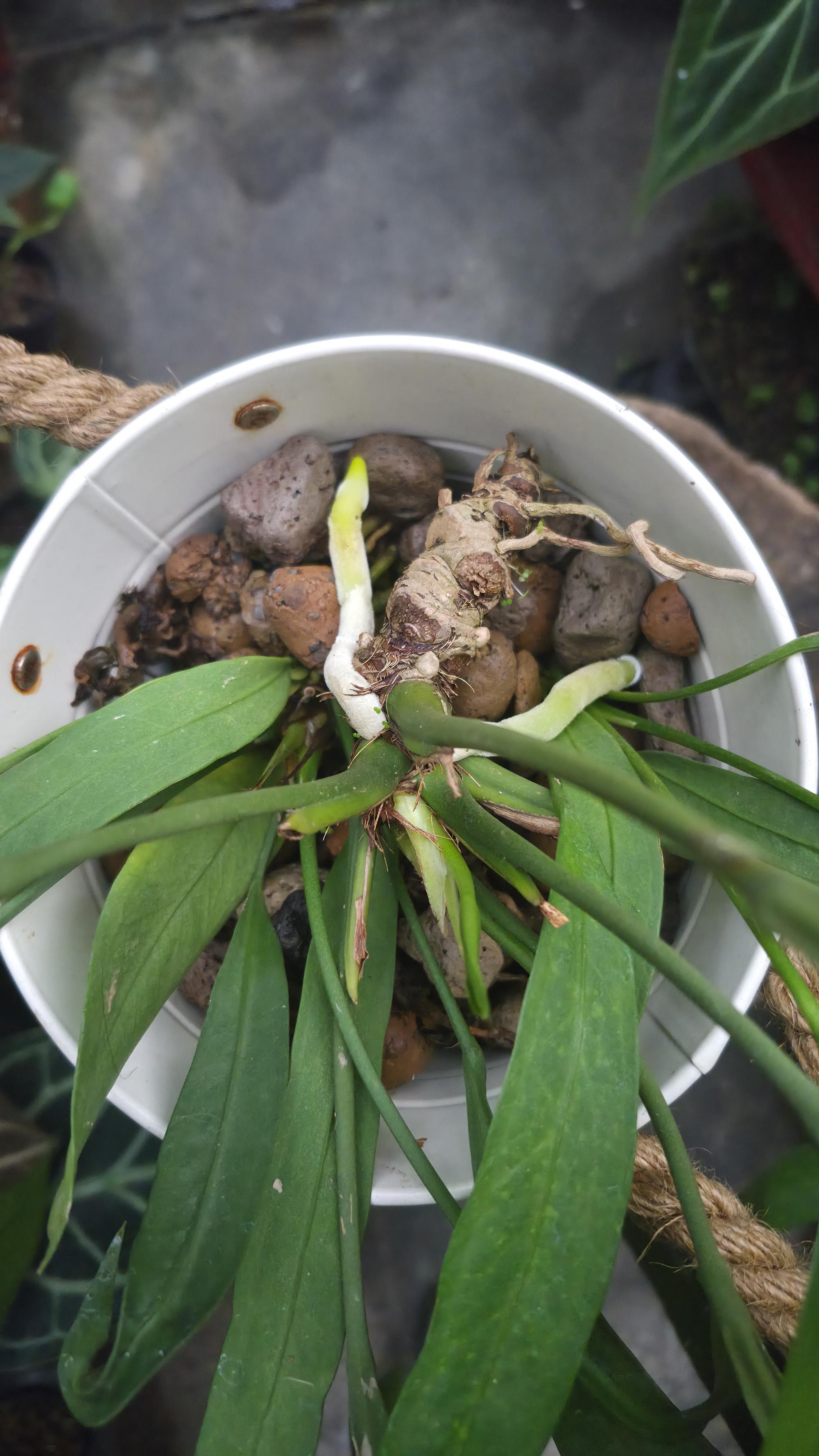 [NV#130945] [~50 cm leaf] Anthurium Vittarifolium