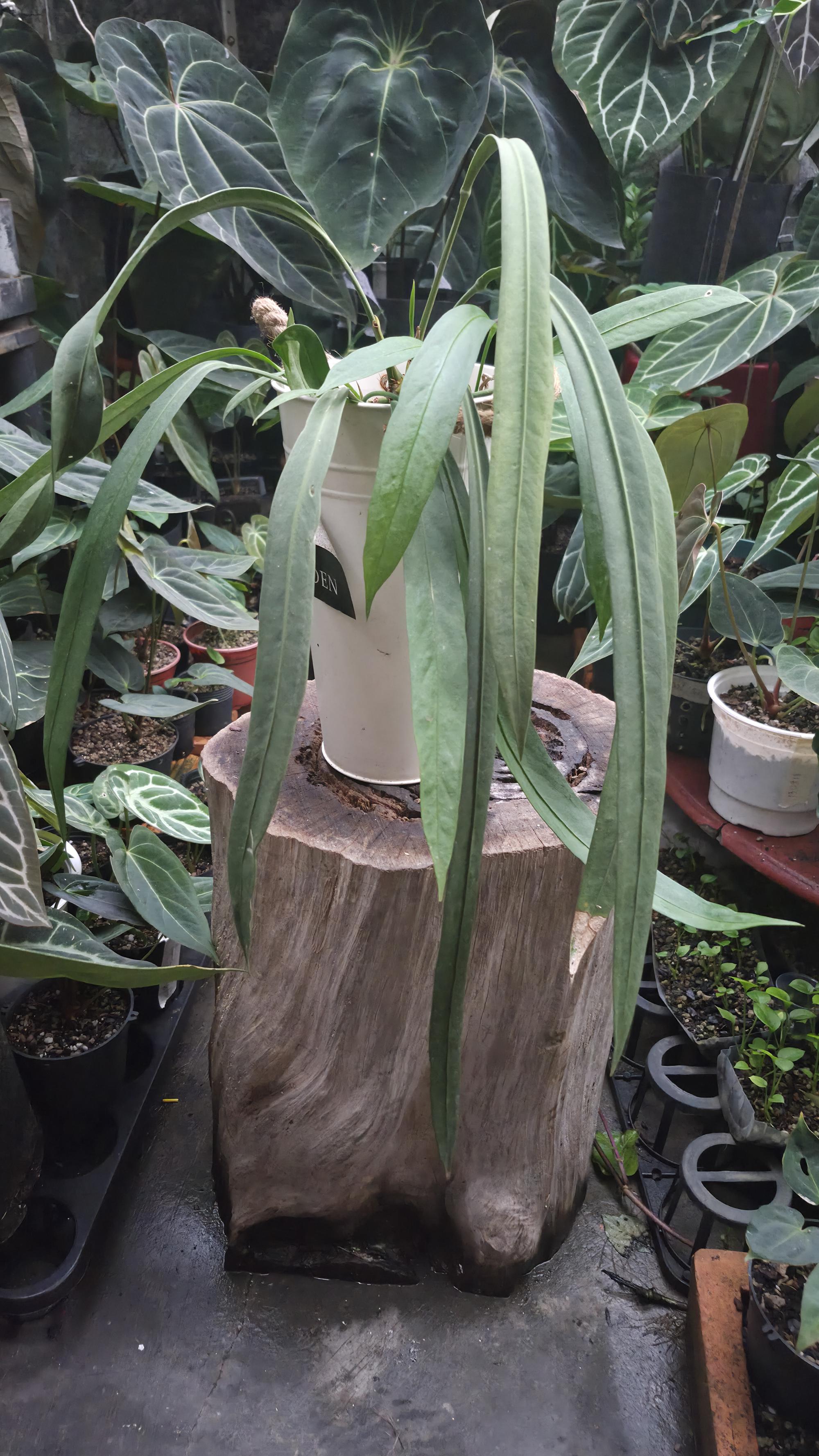 [NV#130945] [~50 cm leaf] Anthurium Vittarifolium