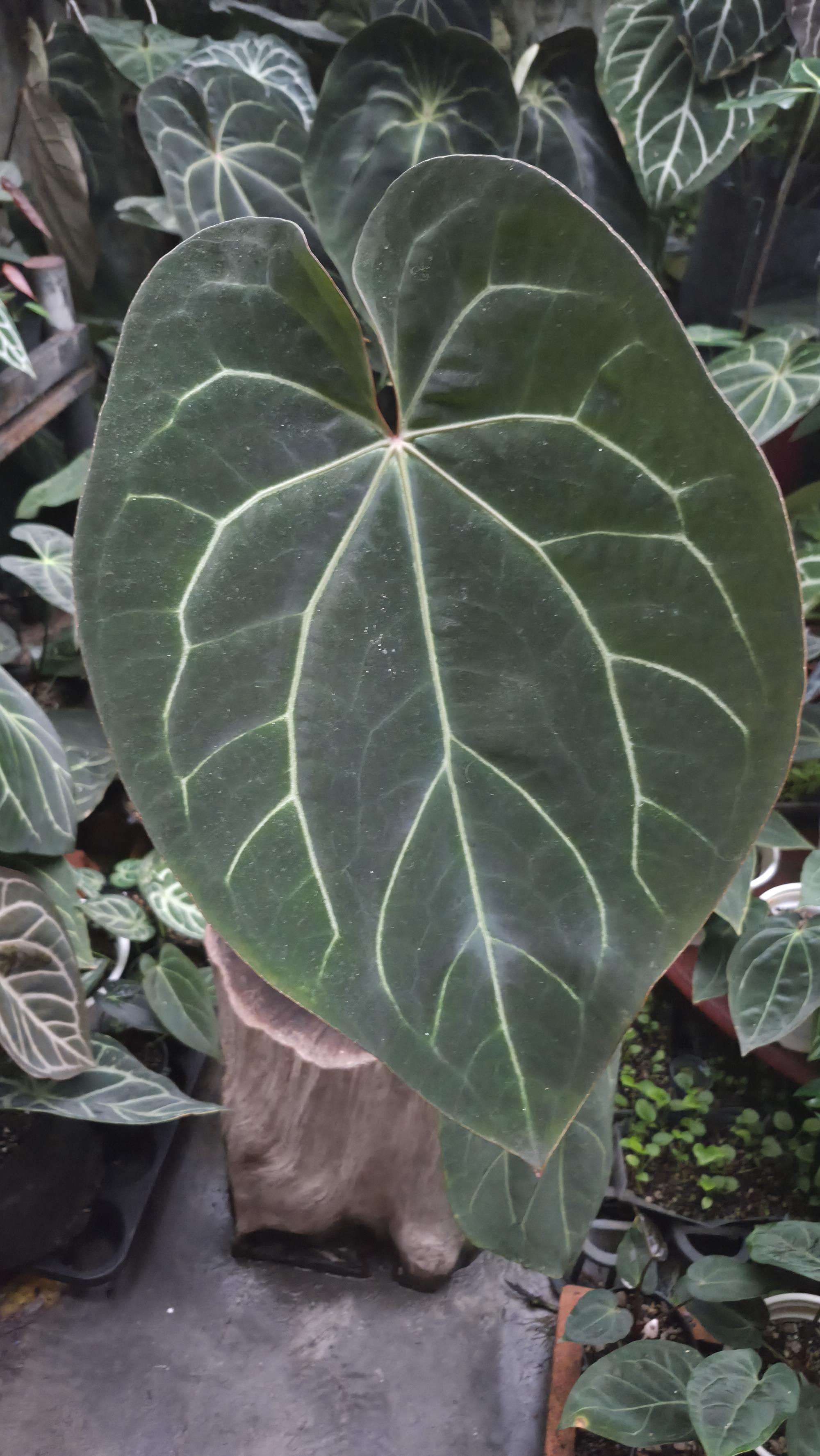 [NV#13090] [~37 cm leaf] Anthurium Besseae Aff x Open