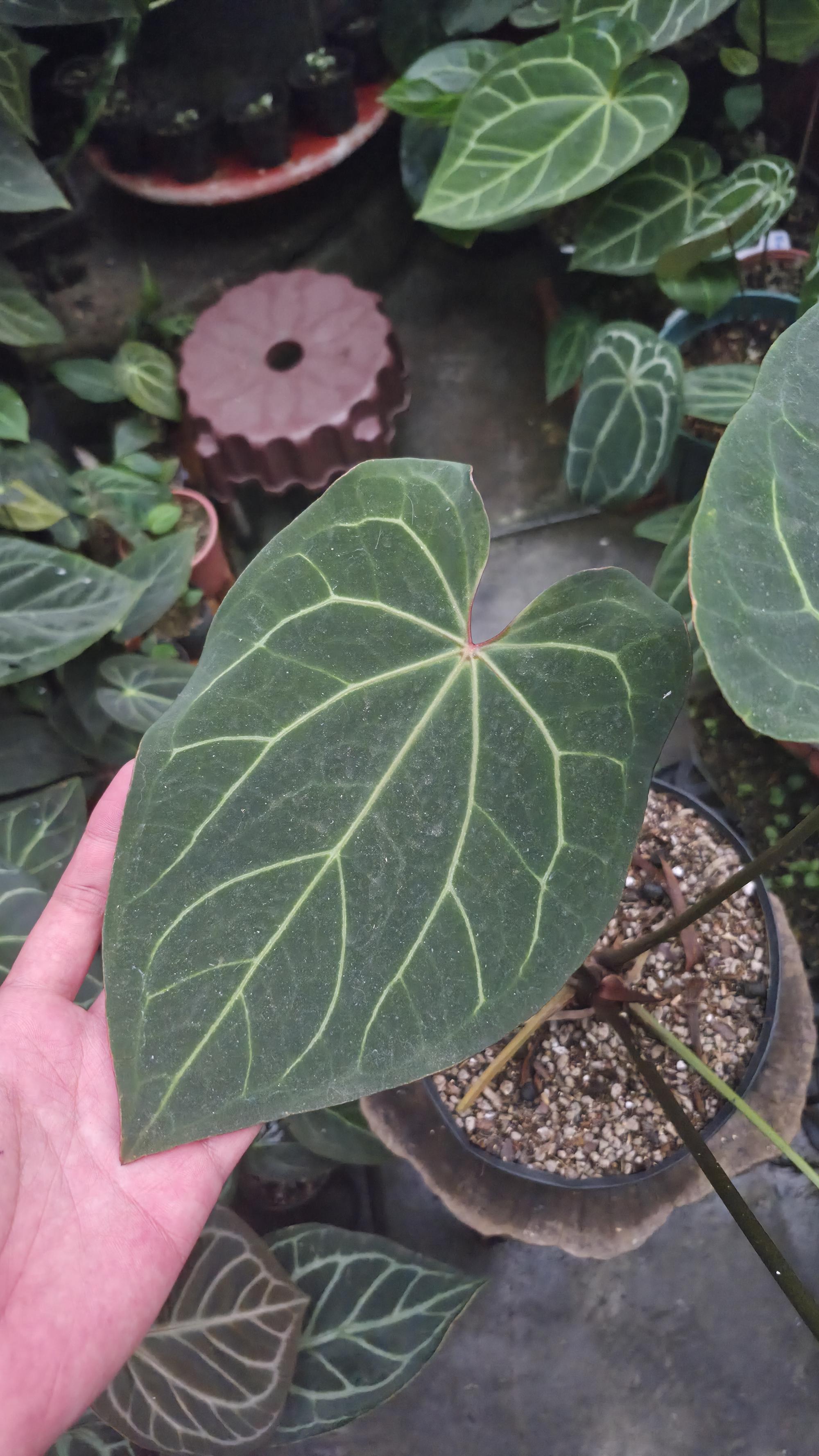 [NV#13090] [~37 cm leaf] Anthurium Besseae Aff x Open