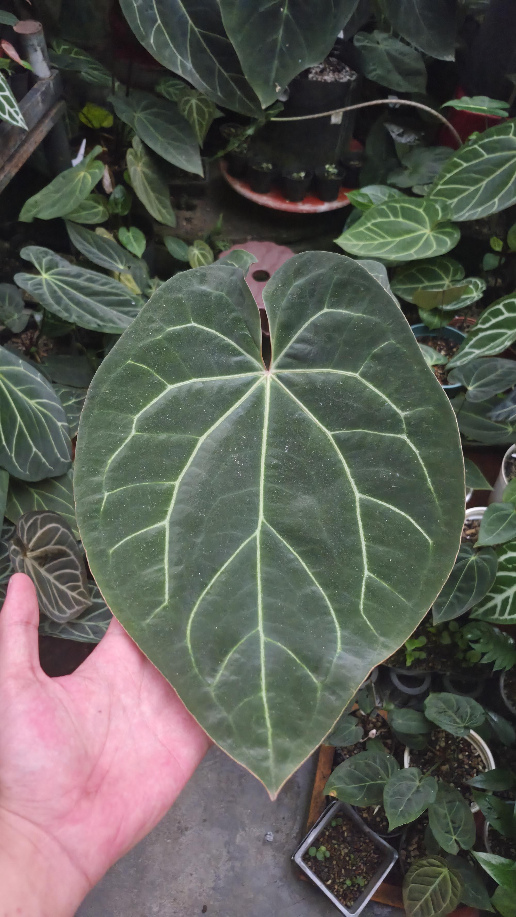 [NV#13090] [~37 cm leaf] Anthurium Besseae Aff x Open