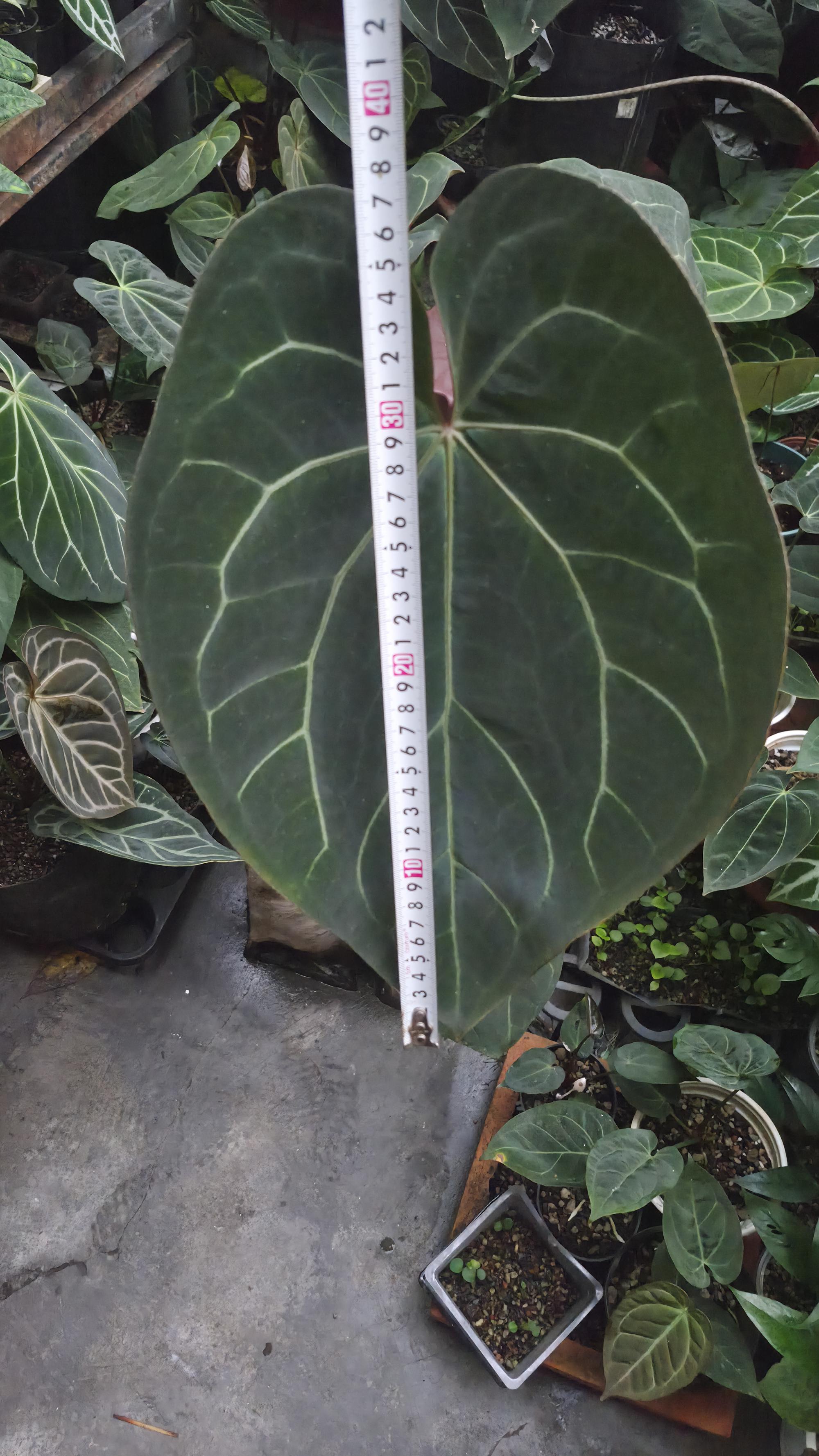 [NV#13090] [~37 cm leaf] Anthurium Besseae Aff x Open