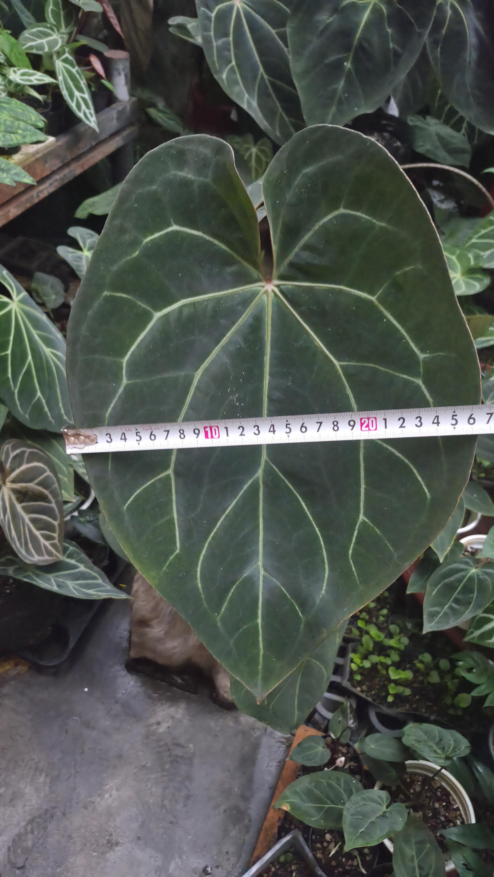 [NV#13090] [~37 cm leaf] Anthurium Besseae Aff x Open