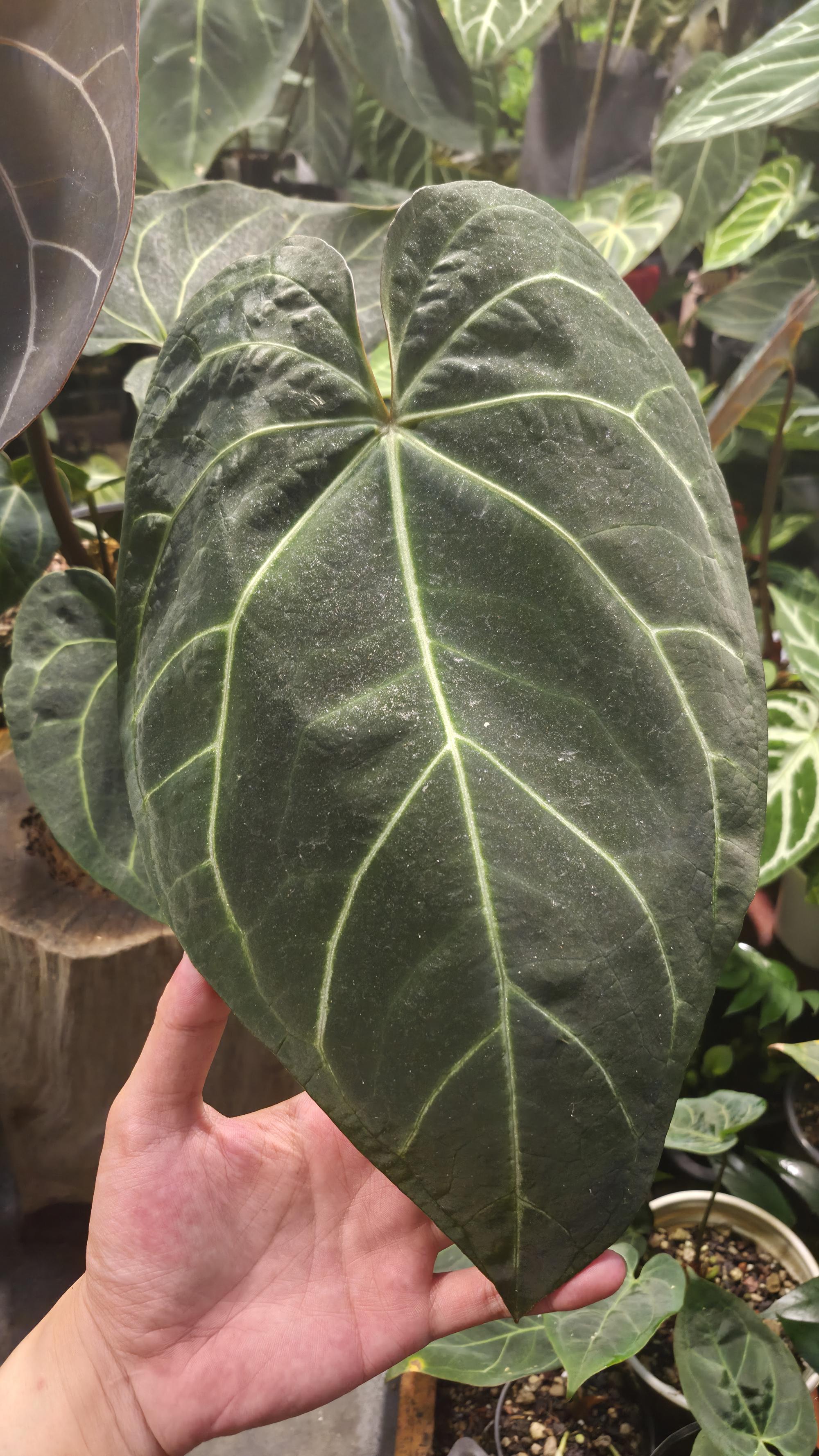 [NV#130947] [~35 cm leaf] Anthurium Hybrid