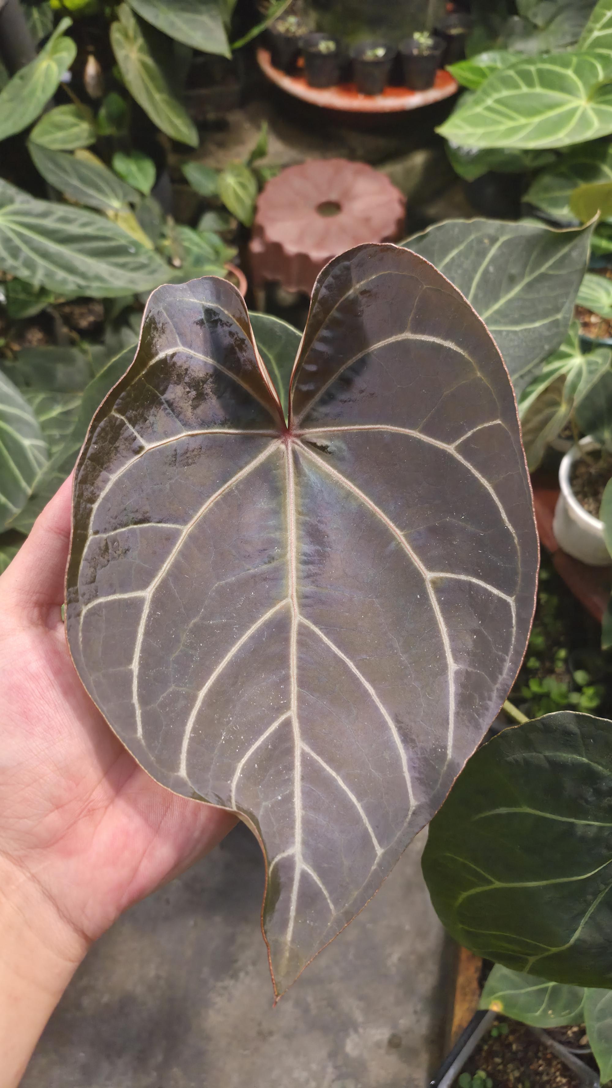 [NV#130947] [~35 cm leaf] Anthurium Hybrid
