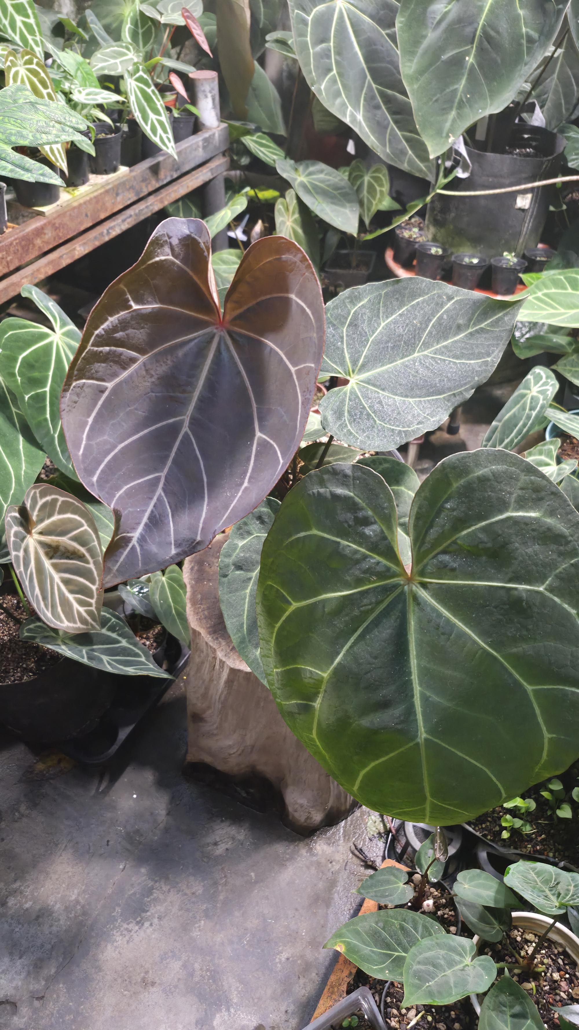 [NV#130947] [~35 cm leaf] Anthurium Hybrid