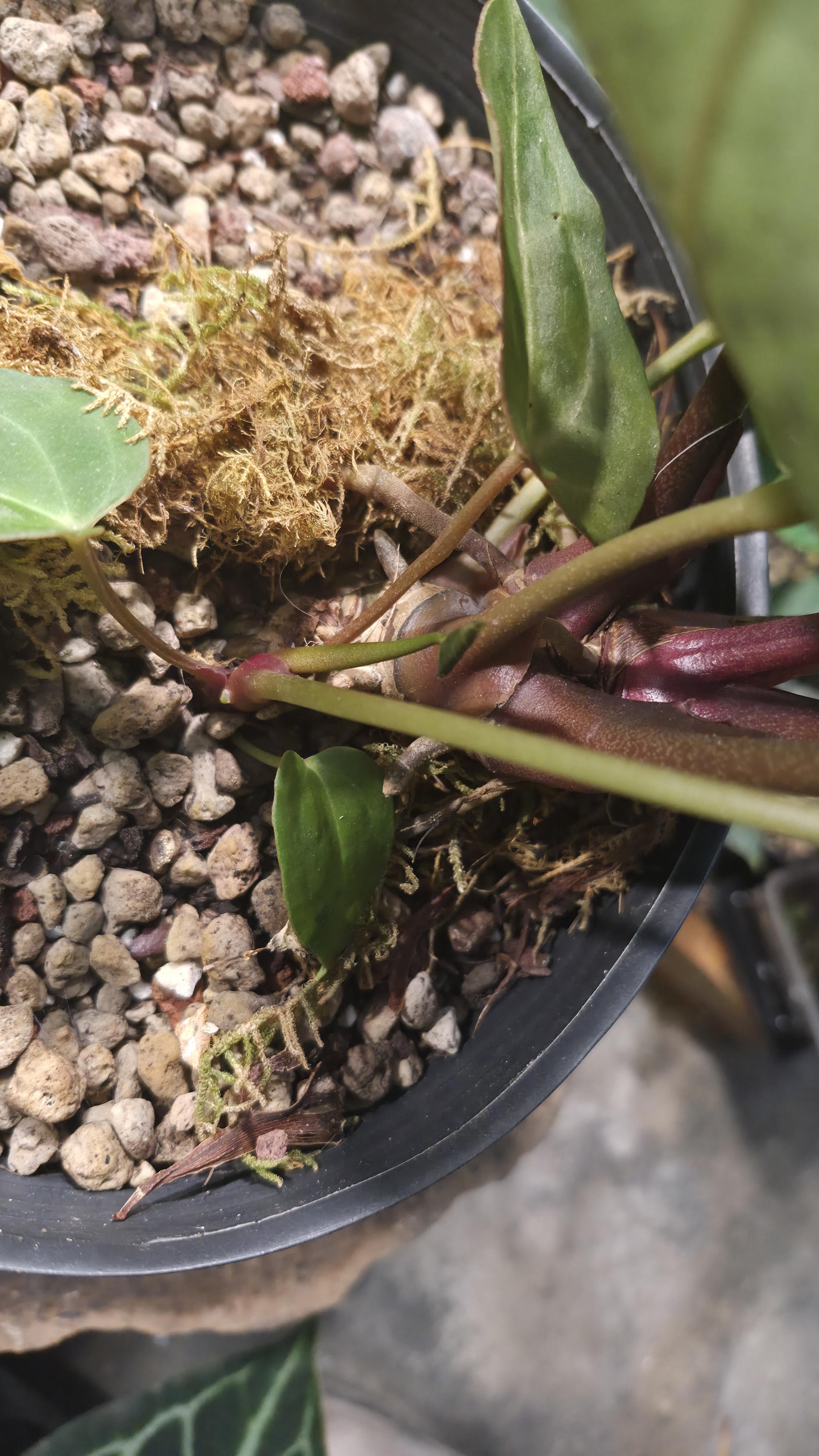 [NV#130947] [~35 cm leaf] Anthurium Hybrid