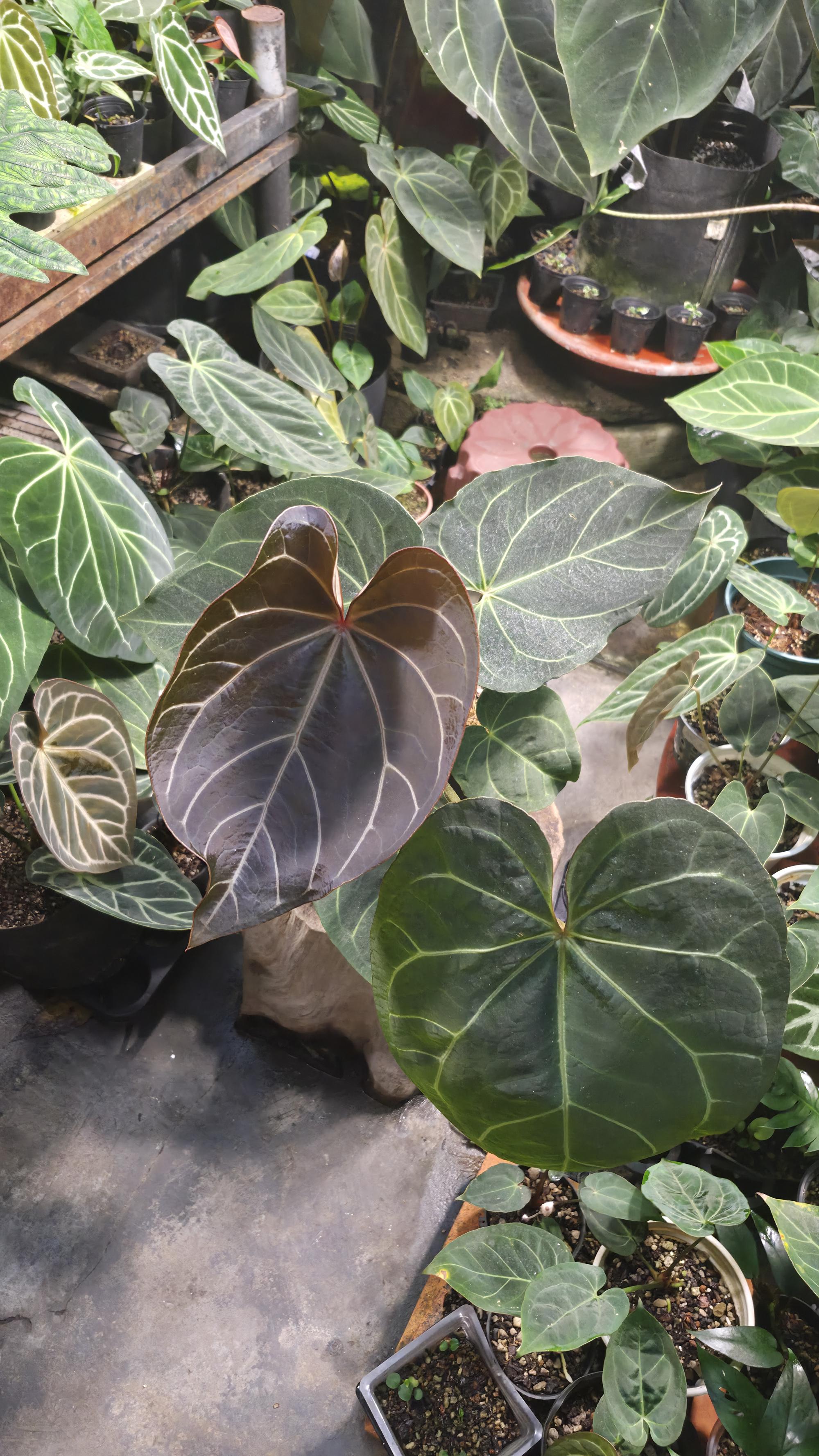 [NV#130947] [~35 cm leaf] Anthurium Hybrid