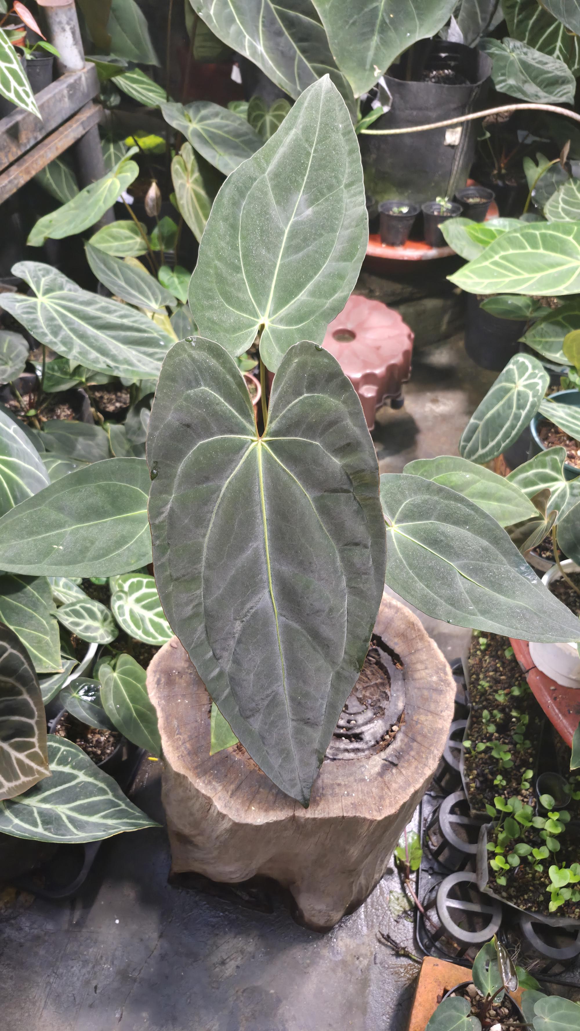 [NV#130948] [~31 cm leaf] Anthurium Pap Hybrid