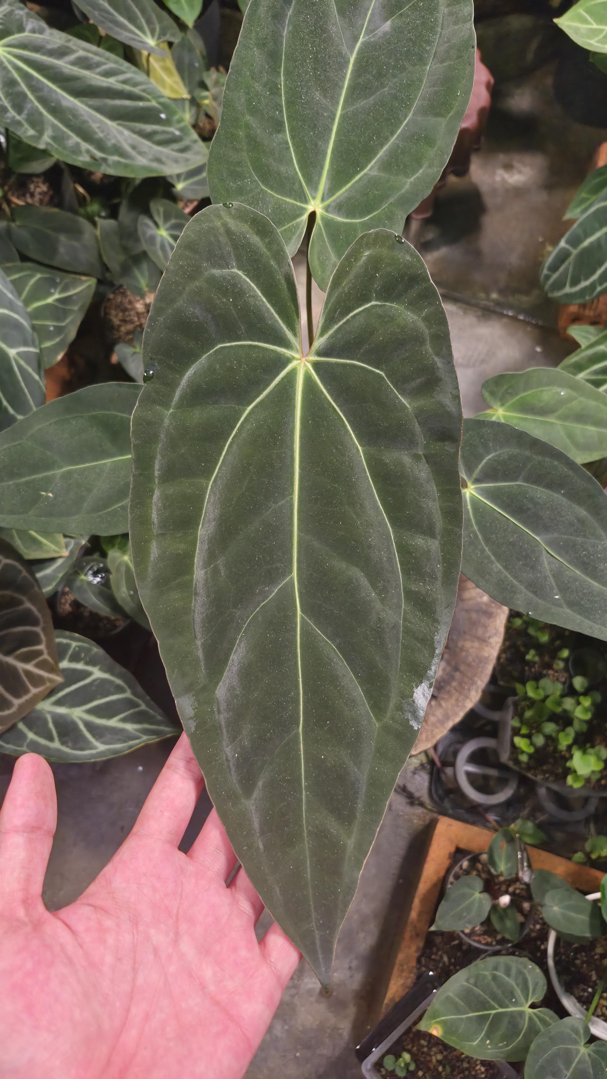 [NV#130948] [~31 cm leaf] Anthurium Pap Hybrid