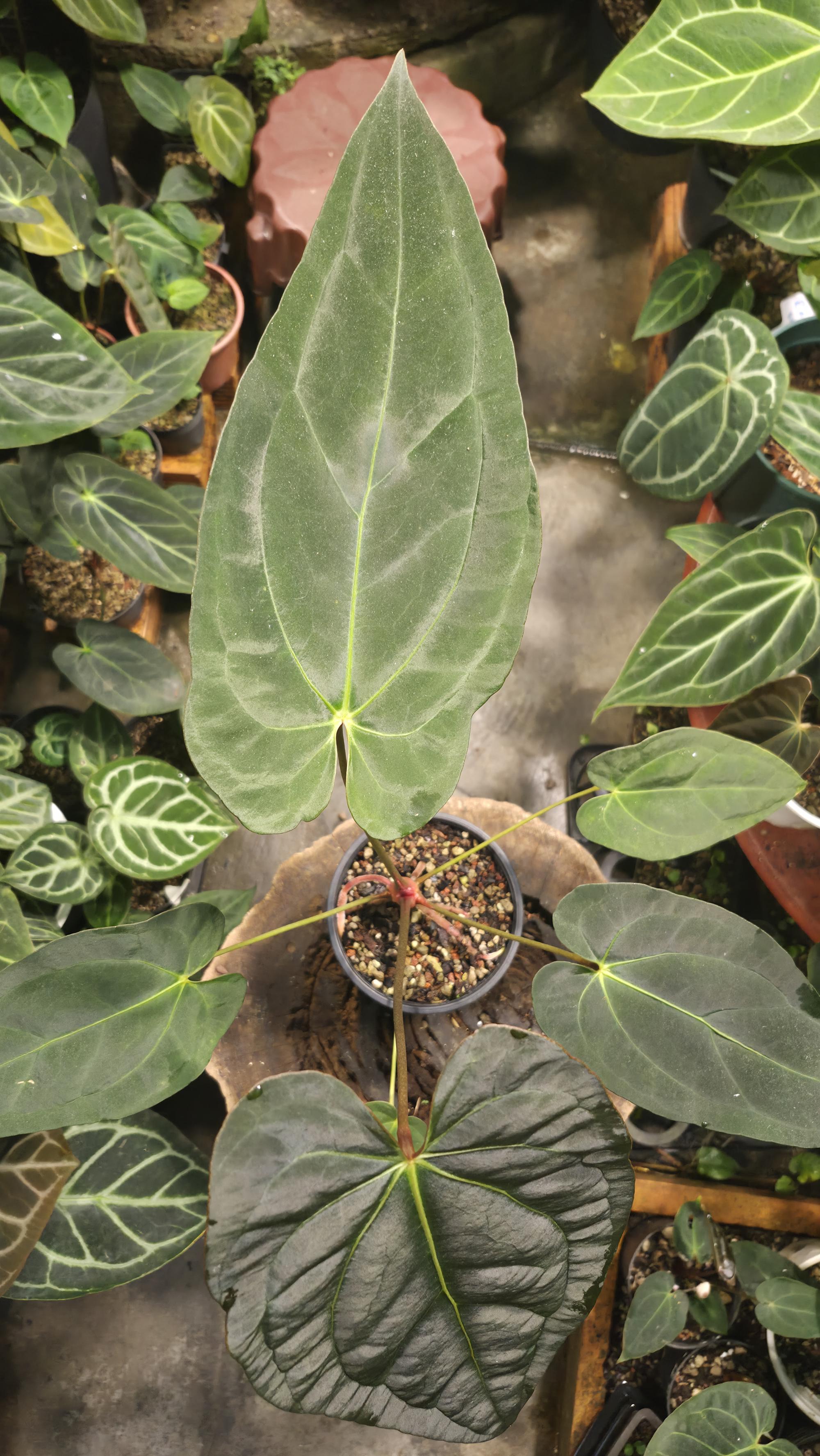 [NV#130948] [~31 cm leaf] Anthurium Pap Hybrid