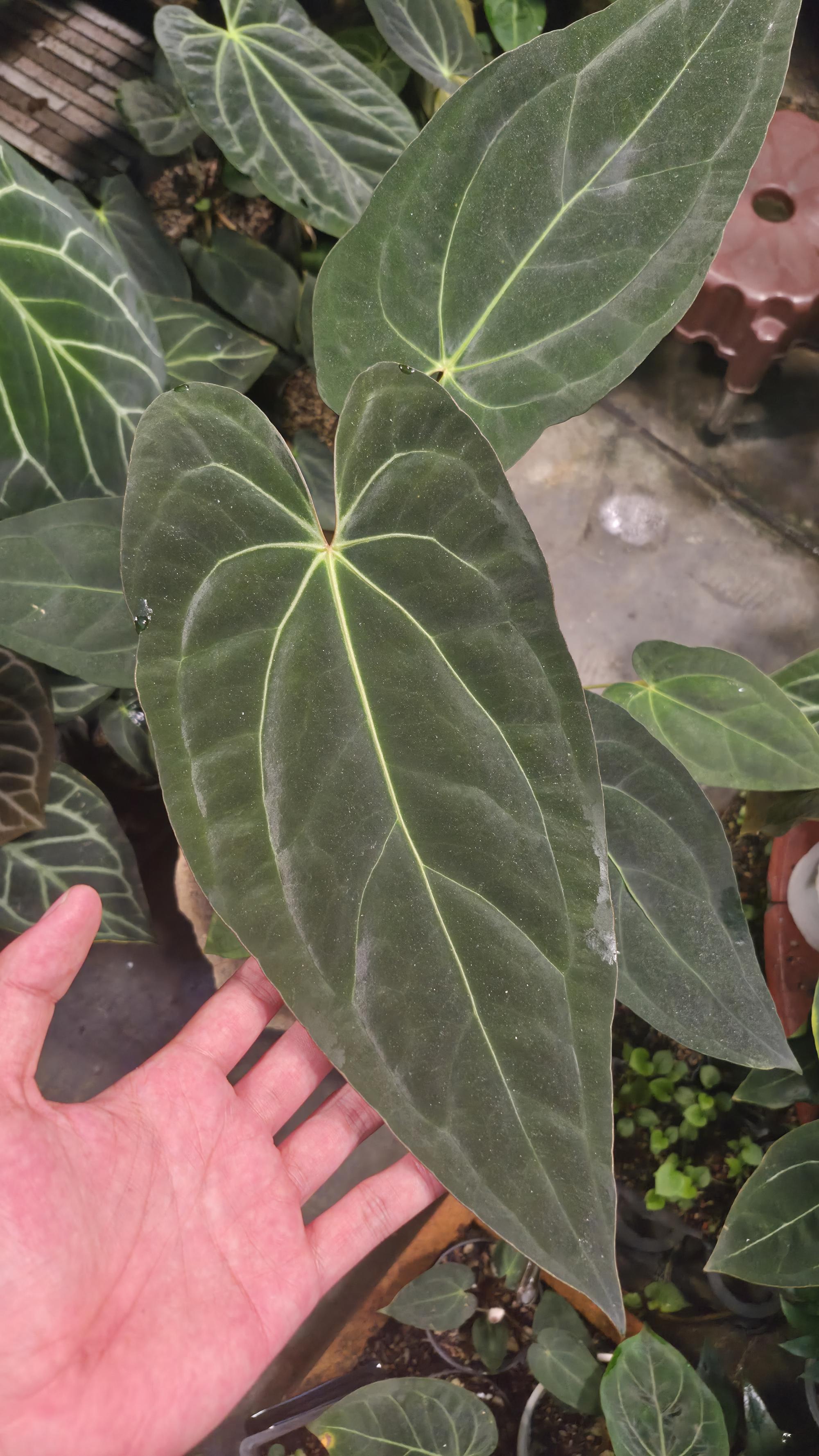 [NV#130948] [~31 cm leaf] Anthurium Pap Hybrid