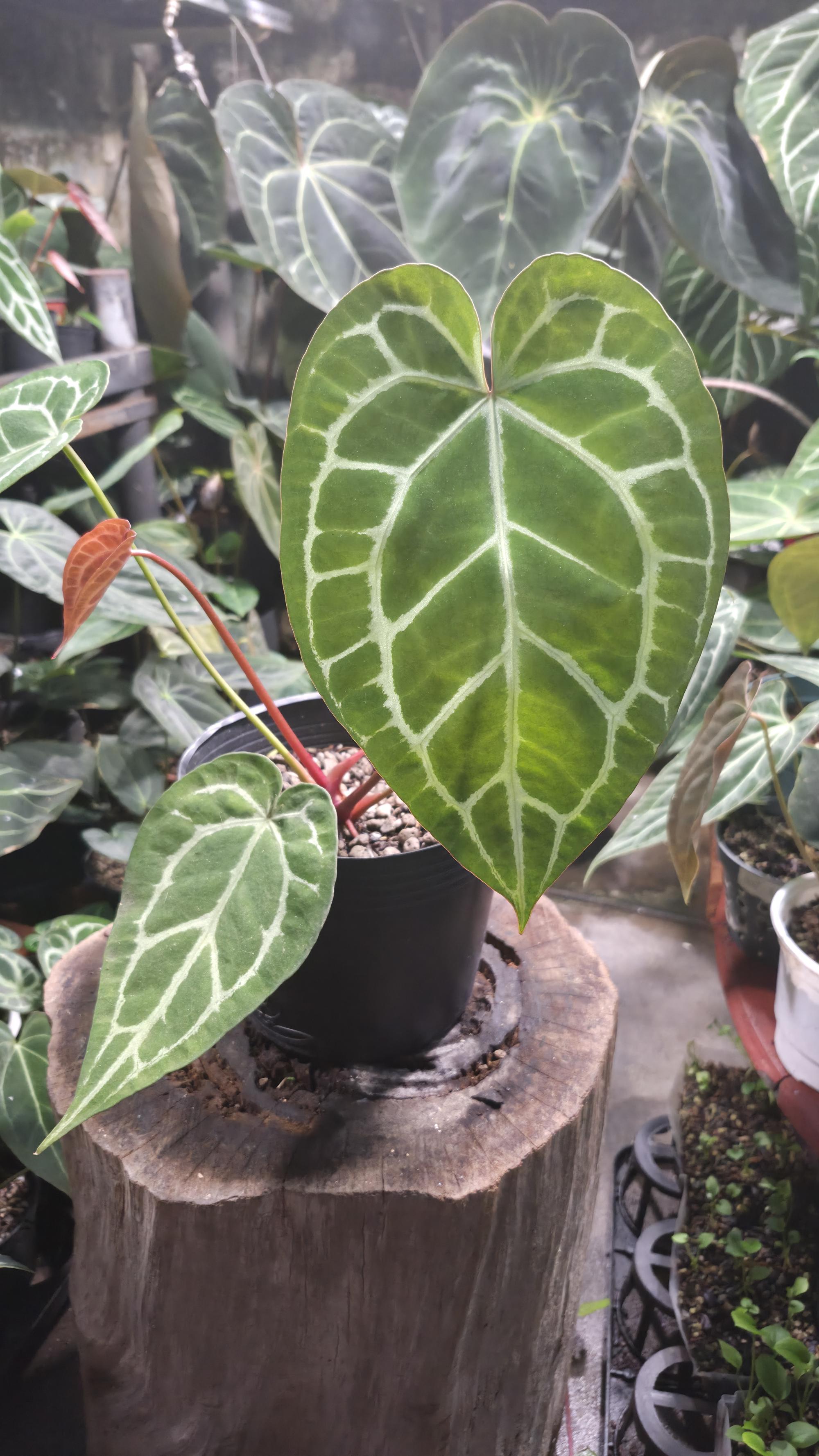 [NV#130950] [~20 cm leaf] Anthurium Crystal Hybrid