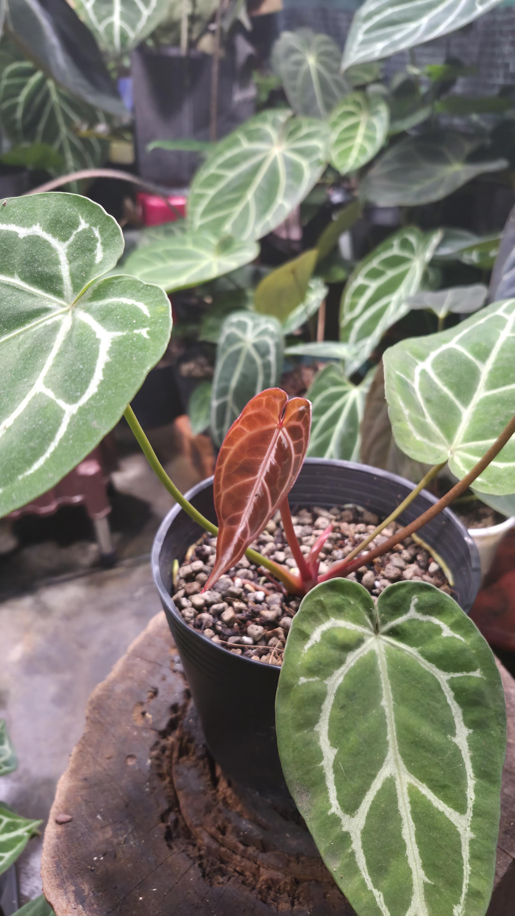 [NV#130950] [~20 cm leaf] Anthurium Crystal Hybrid