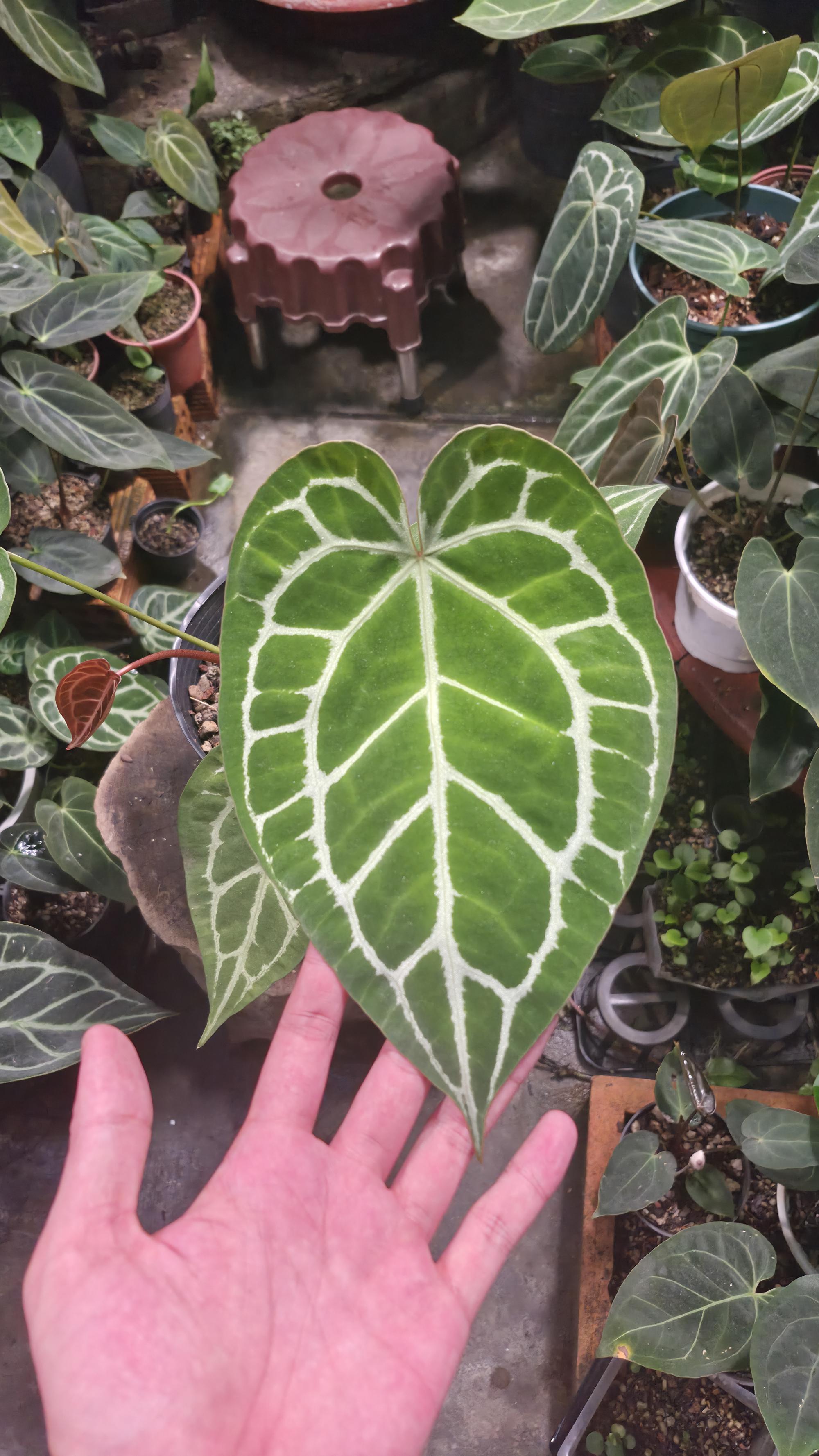 [NV#130950] [~20 cm leaf] Anthurium Crystal Hybrid