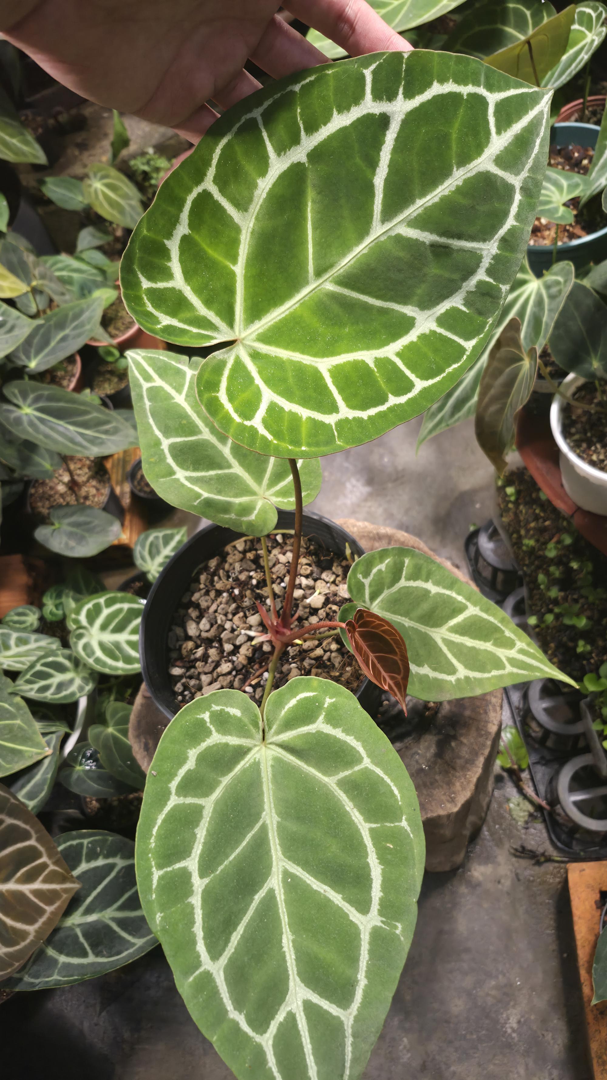 [NV#130950] [~20 cm leaf] Anthurium Crystal Hybrid