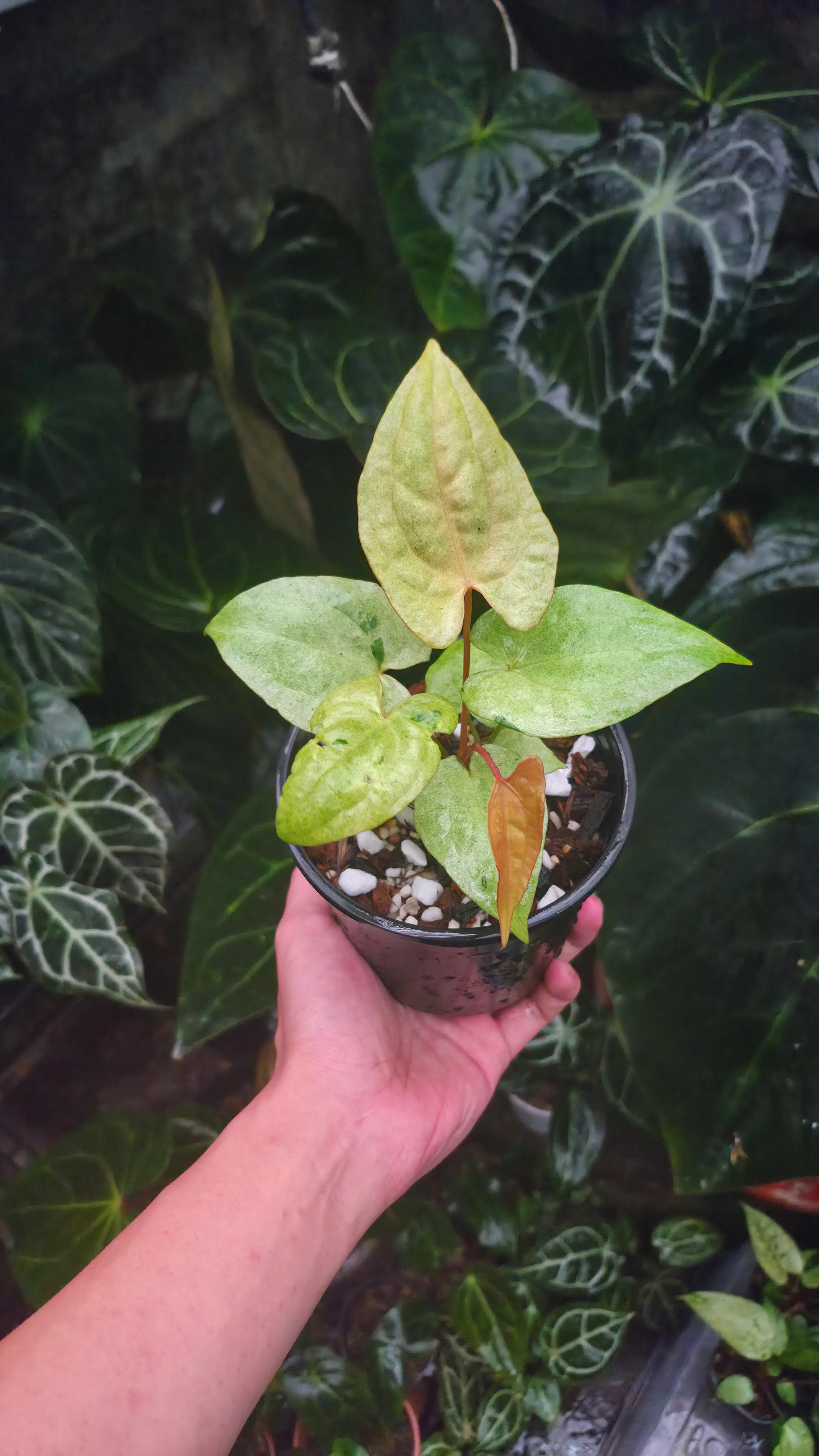 NV#190901 Anthurium (DocBlock RC x Pap) x RVDP Variegated